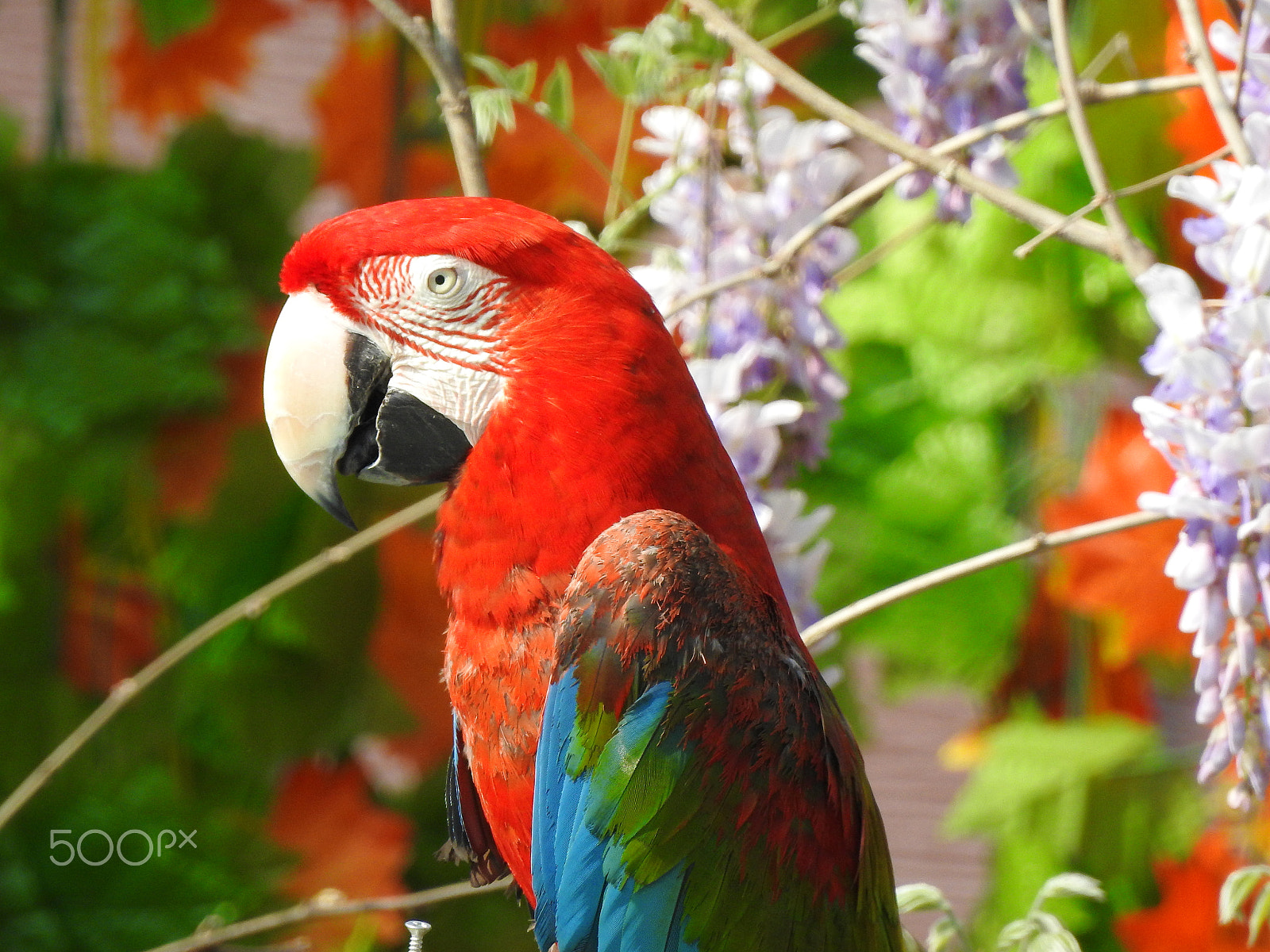 Nikon COOLPIX P900s sample photo. A colourful macaw photography