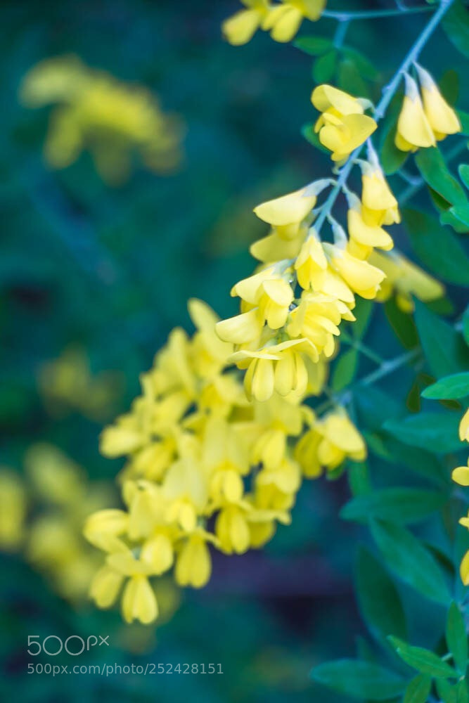 Canon EOS 700D (EOS Rebel T5i / EOS Kiss X7i) sample photo. Natur  photography