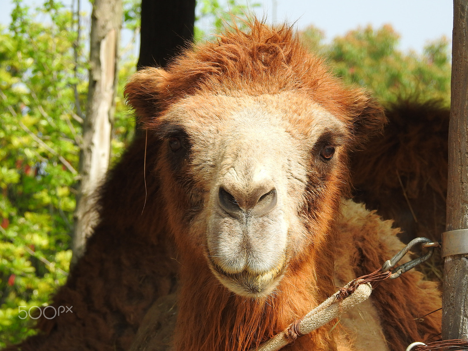 Nikon COOLPIX P900s sample photo. A camel's portrait photography