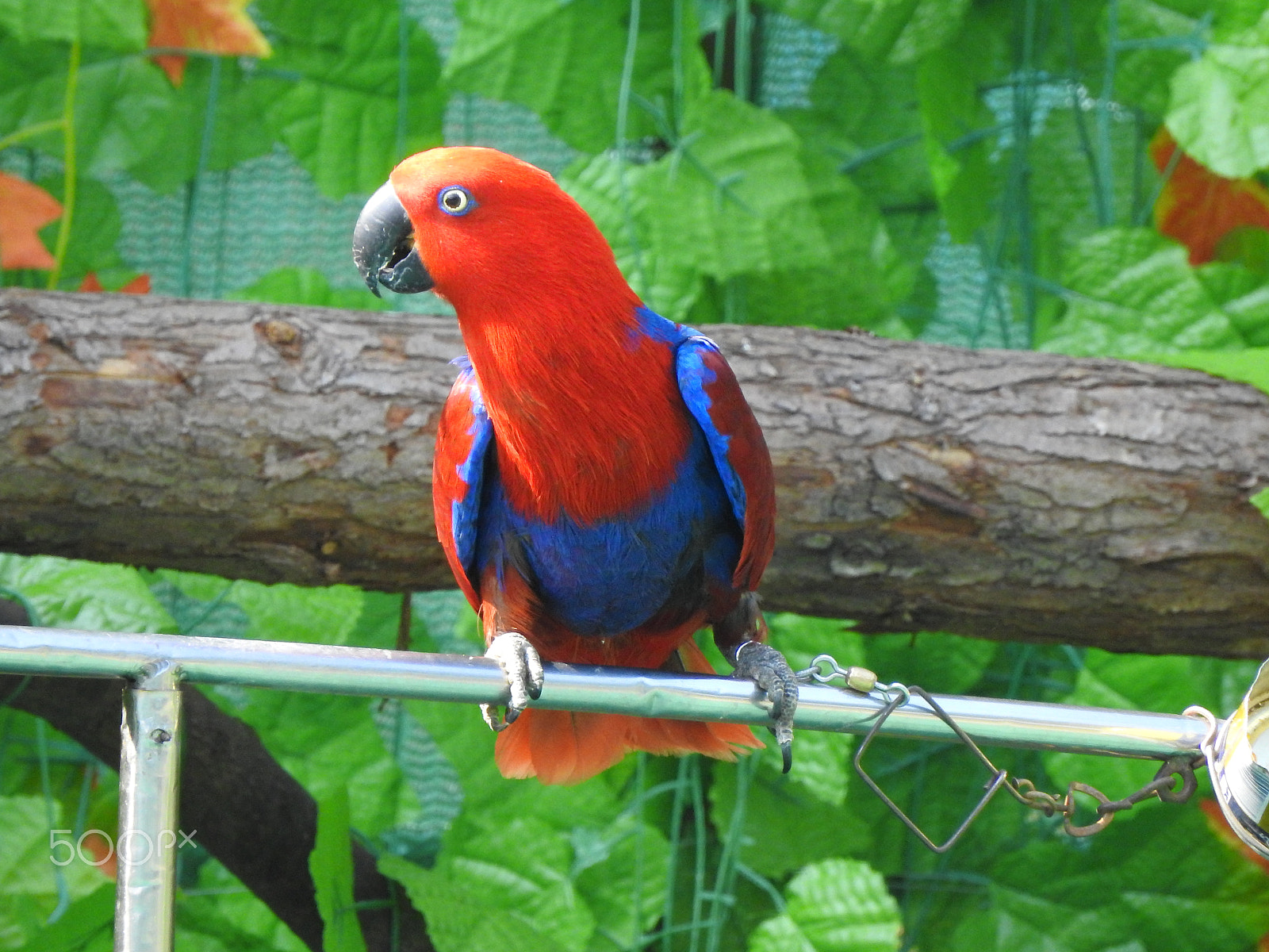 Nikon COOLPIX P900s sample photo. A red parrot photography
