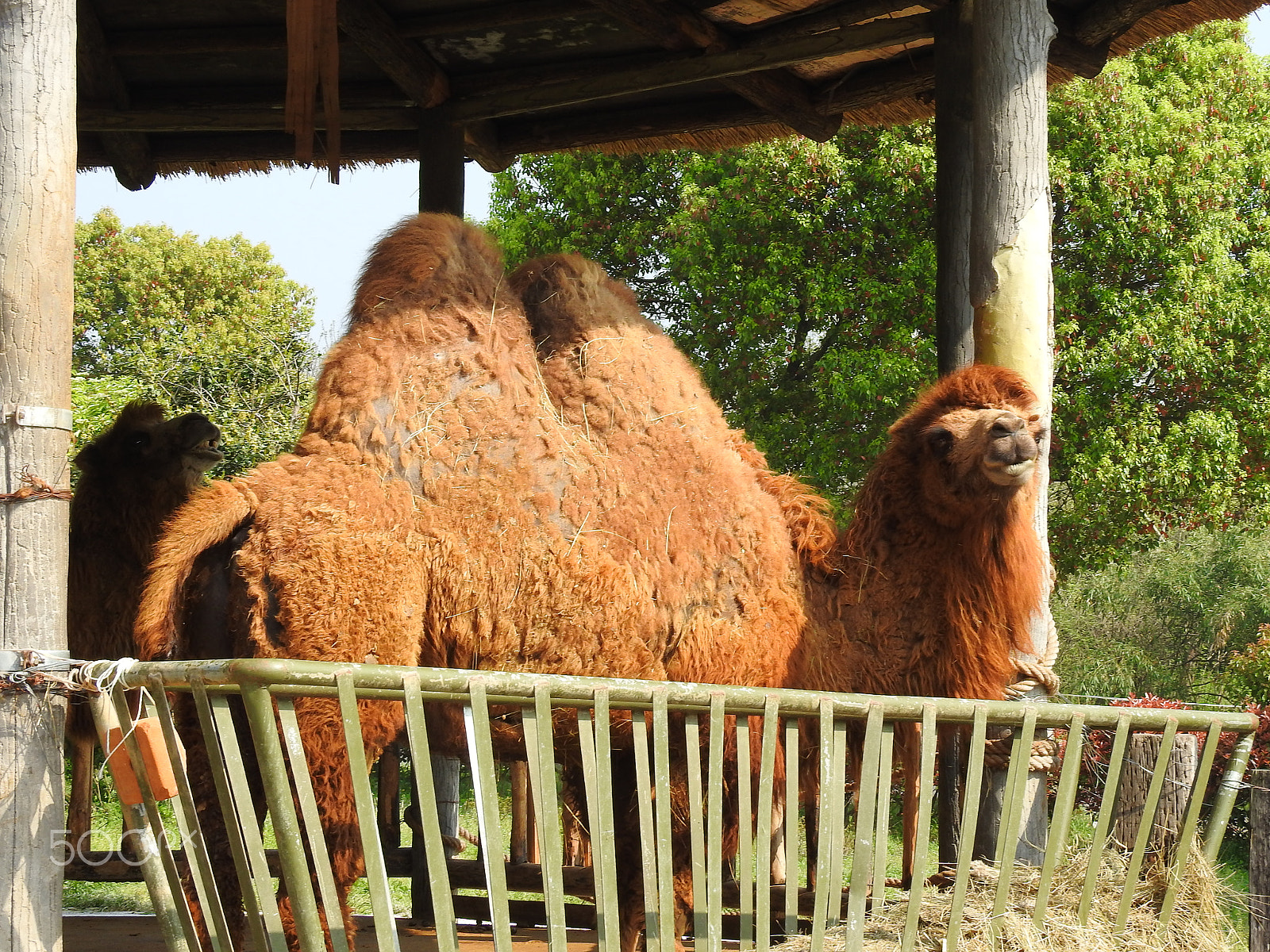 Nikon COOLPIX P900s sample photo. An adult camel photography