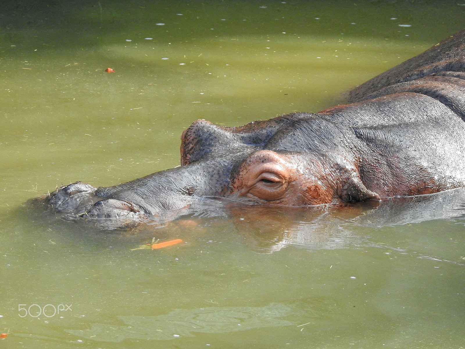 Nikon COOLPIX P900s sample photo. A submerged hippo photography