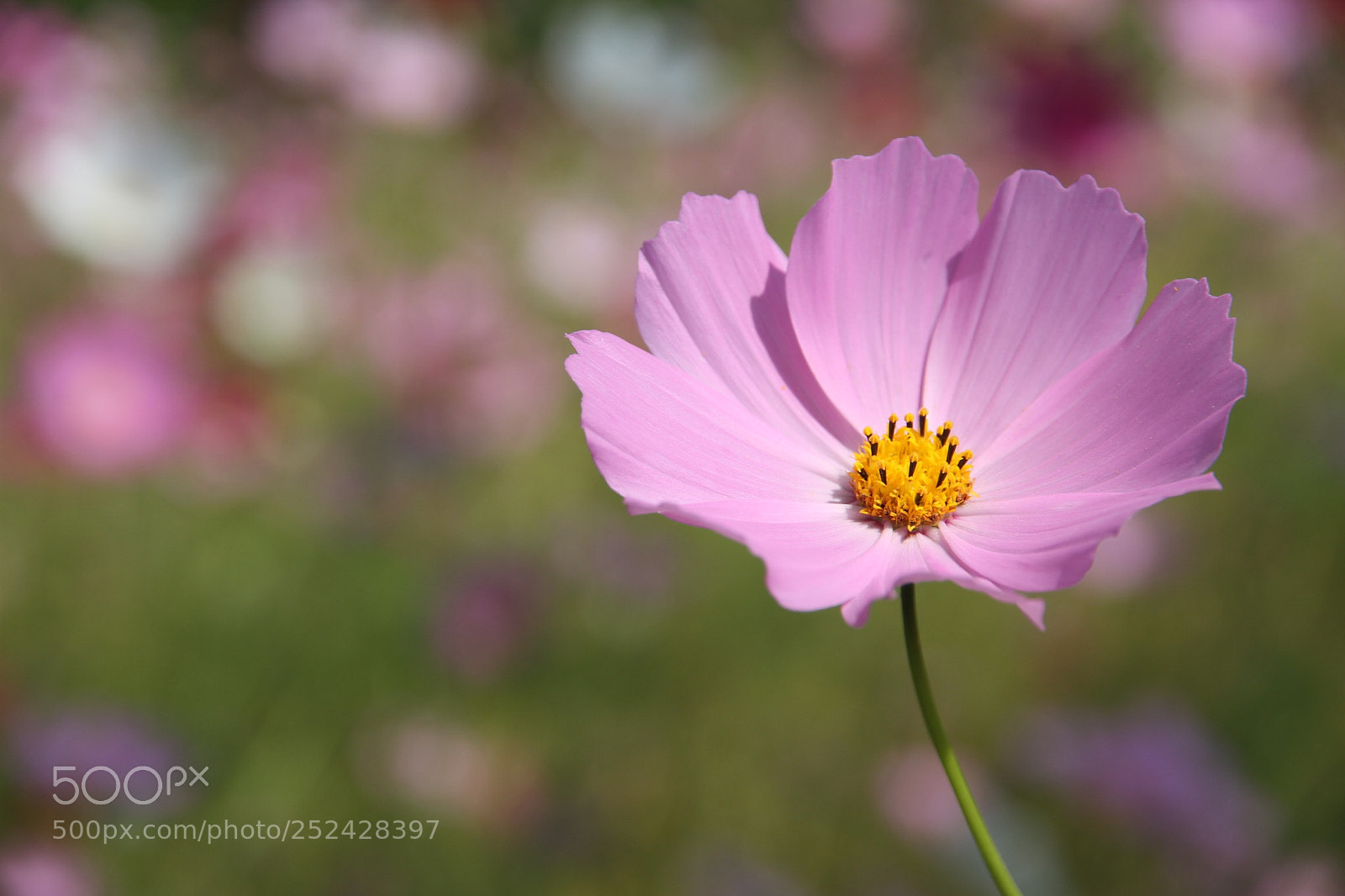 Canon EOS 7D sample photo. Kelsang flower photography