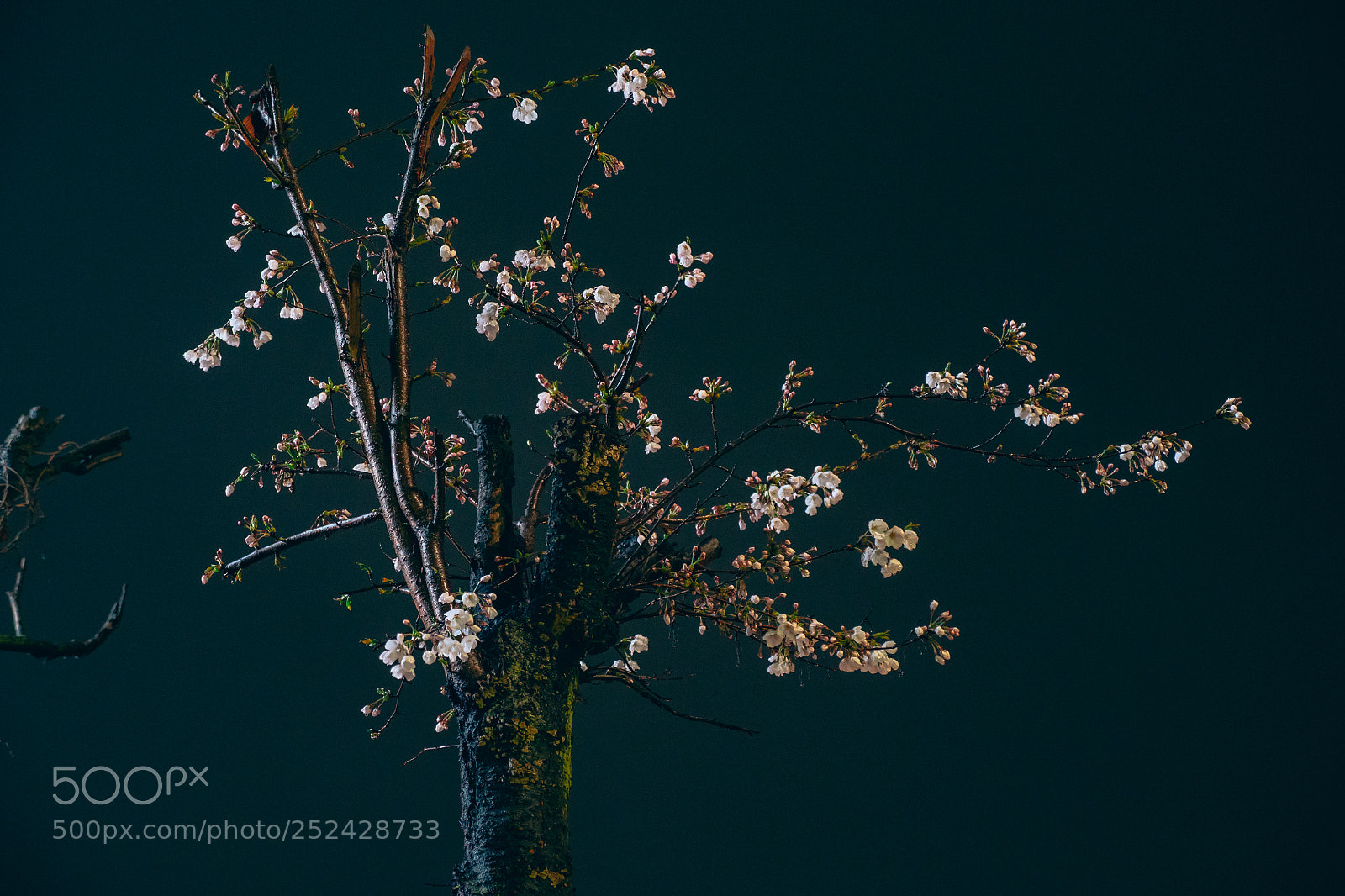 Panasonic Lumix DC-GH5 sample photo. Spring coming to the photography