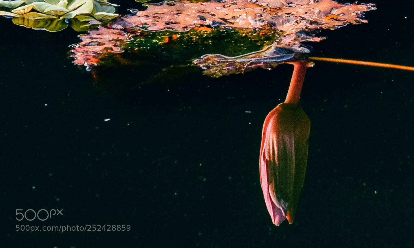Nikon D7100 sample photo. Inverted reflection in water photography