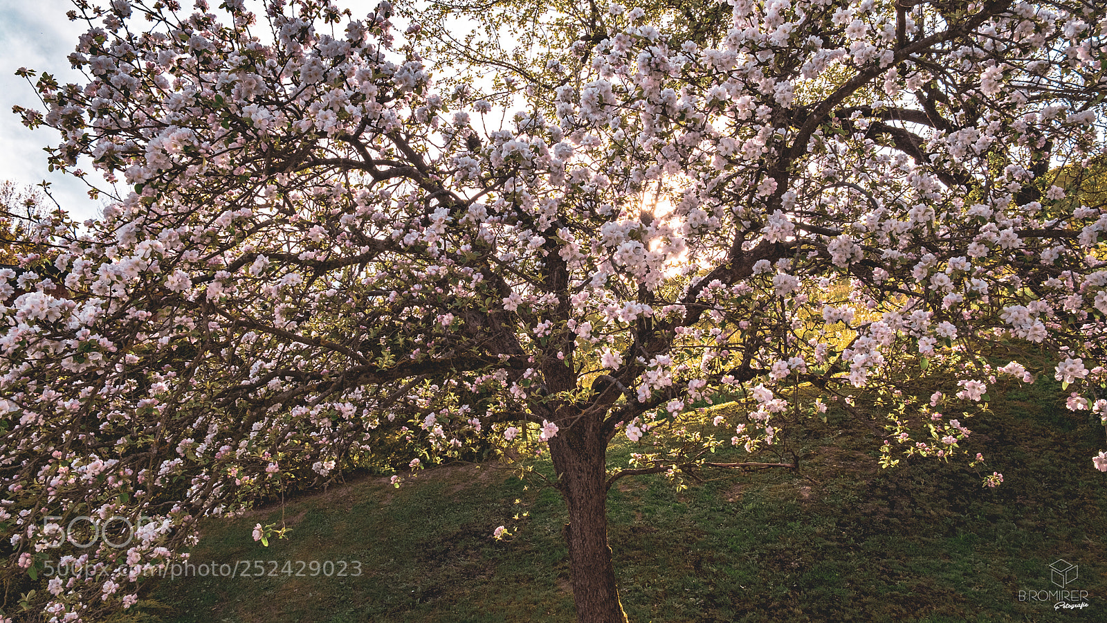 Fujifilm X-T1 sample photo. Apple photography
