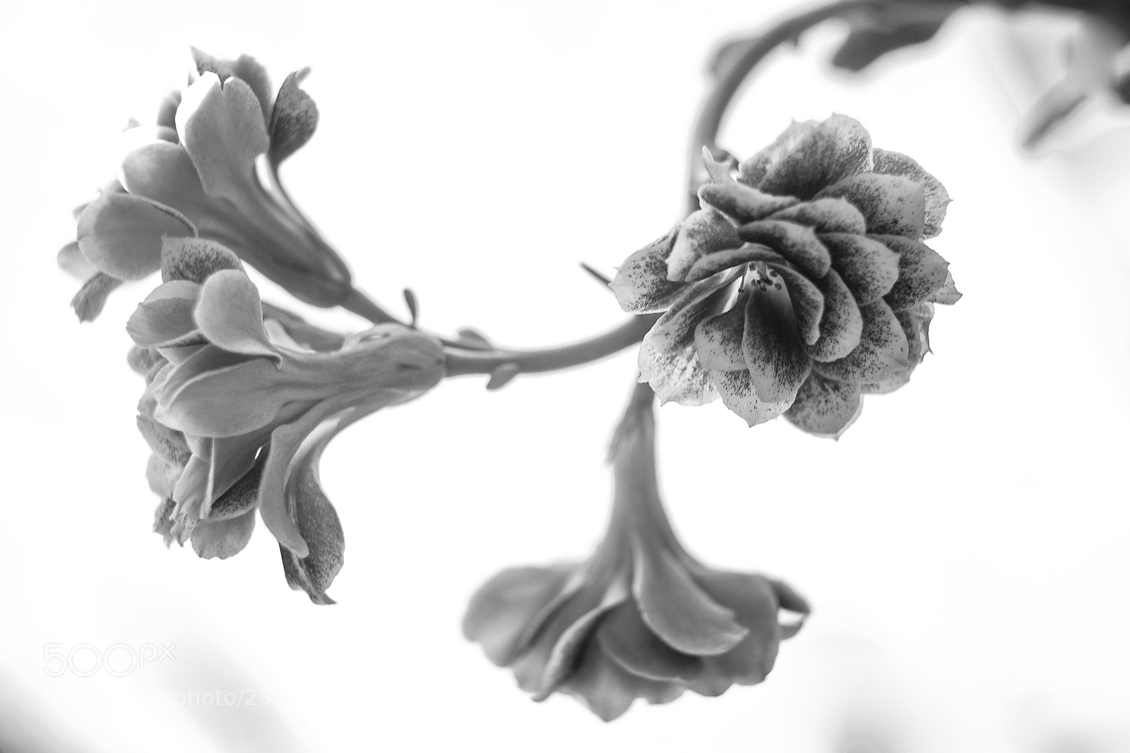 Fujifilm X-Pro1 sample photo. Flower photography