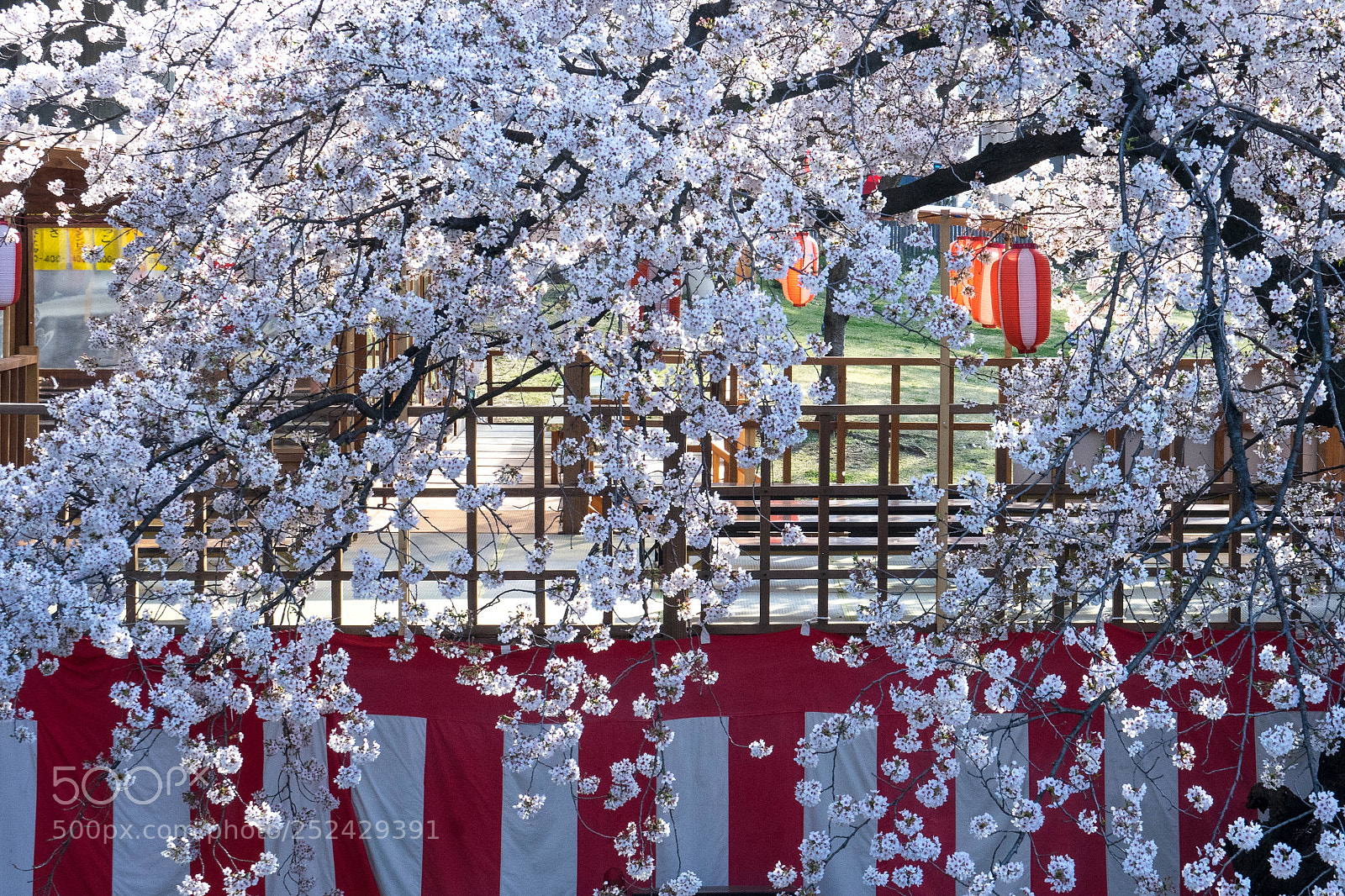 Sony a7 II sample photo. Cherry blossom festival photography