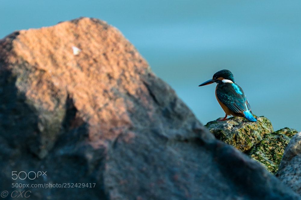 Canon EOS 5D Mark IV sample photo. Birds - 10 photography