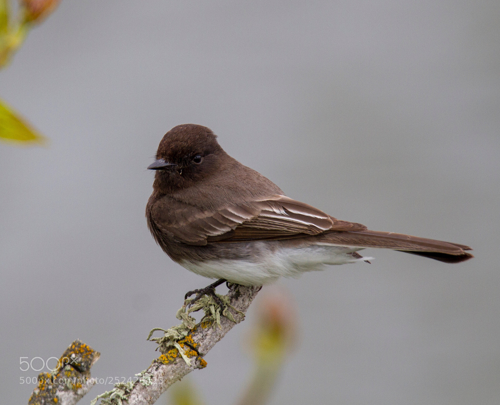 Canon EOS 7D sample photo. Black phoebe,
monterey ca photography