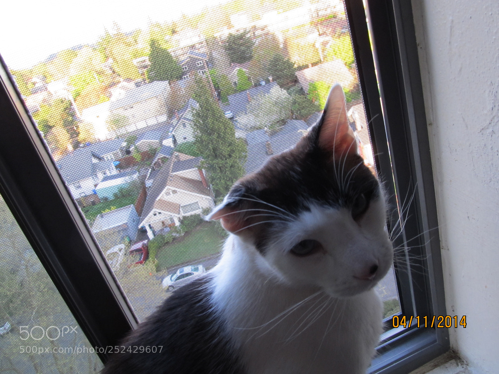 Canon PowerShot SX130 IS sample photo. Img photography
