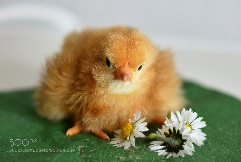 Nikon D5200 sample photo. Chicks photography