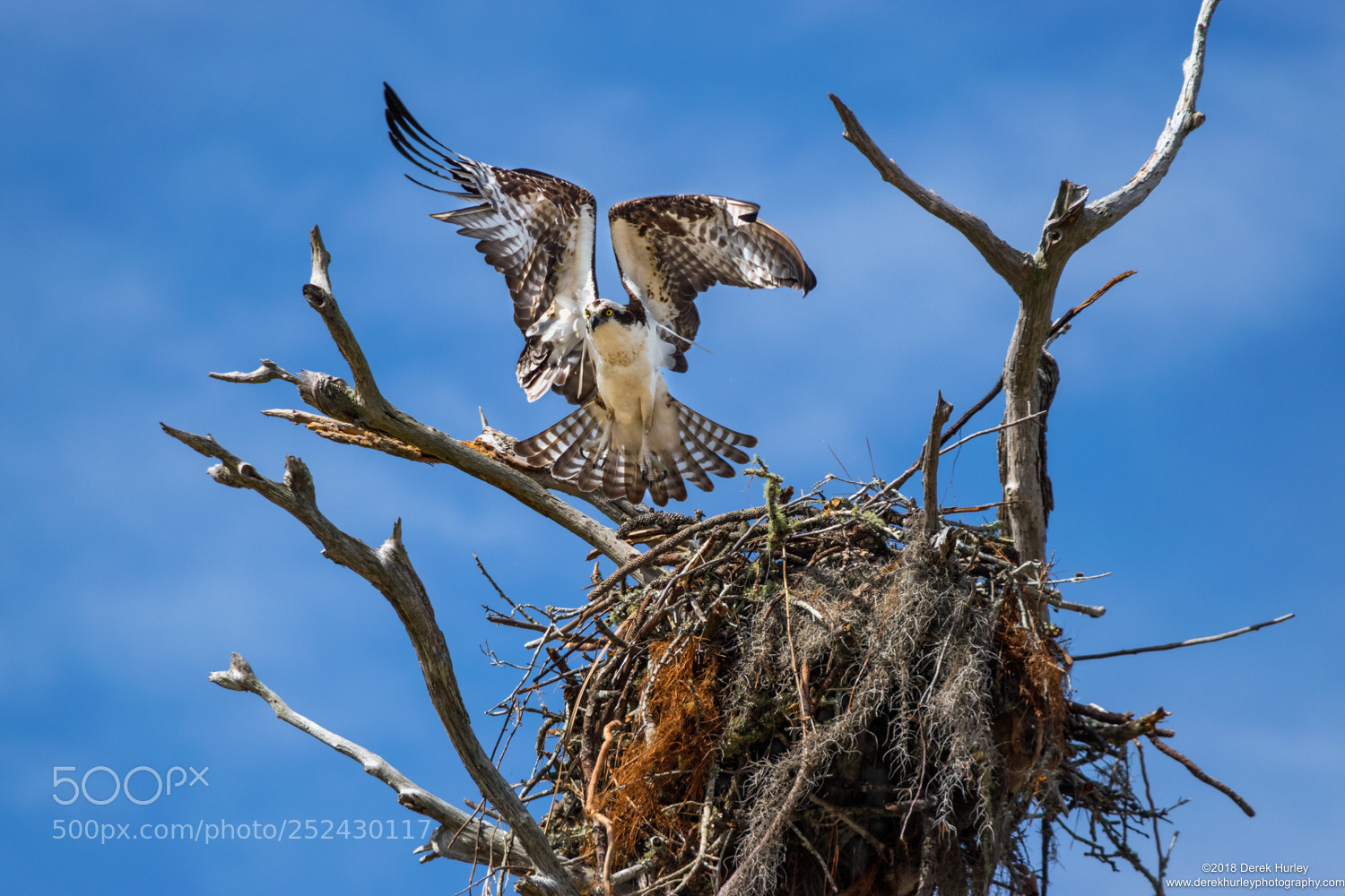 Nikon D5300 sample photo. Osprey take off photography