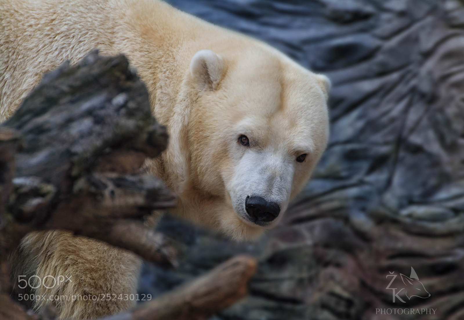 Nikon D5200 sample photo. Polar bear photography