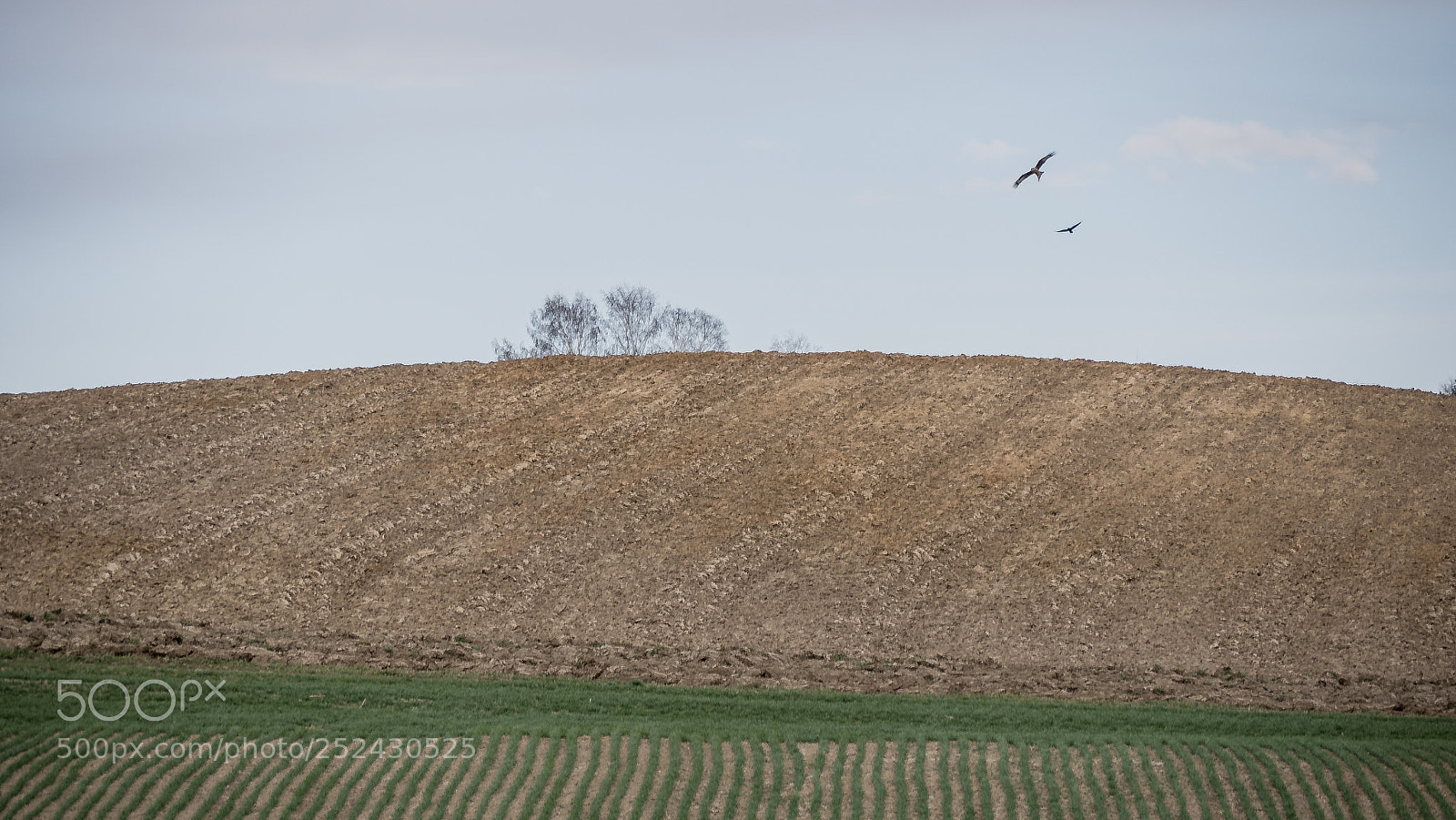 Panasonic DMC-G70 sample photo. Field photography