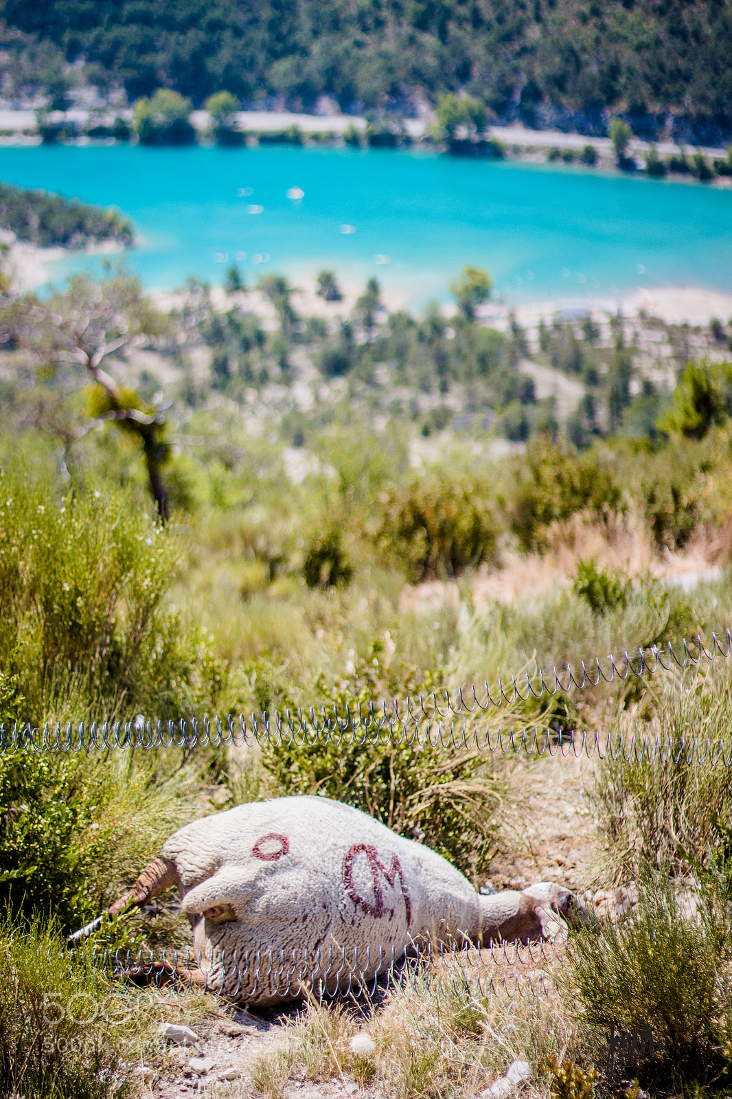 Canon EOS 700D (EOS Rebel T5i / EOS Kiss X7i) sample photo. Sheep photography