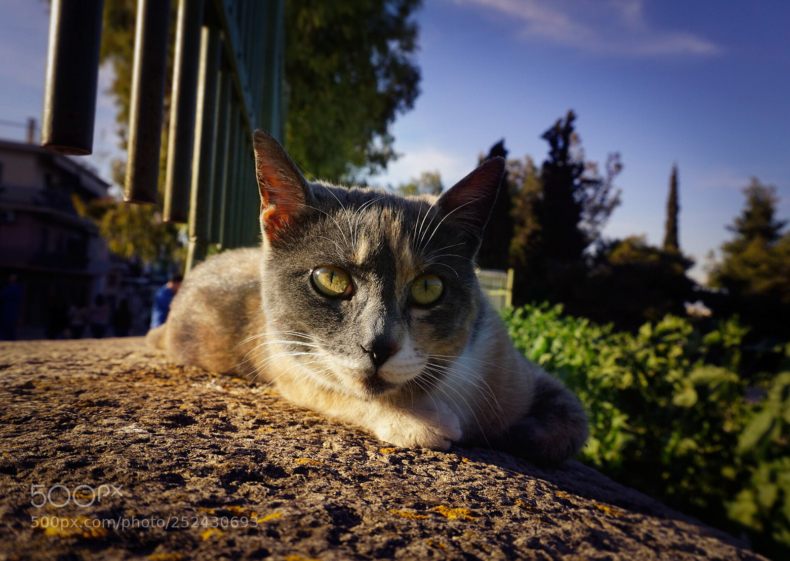Sony a5100 sample photo. Cateye photography