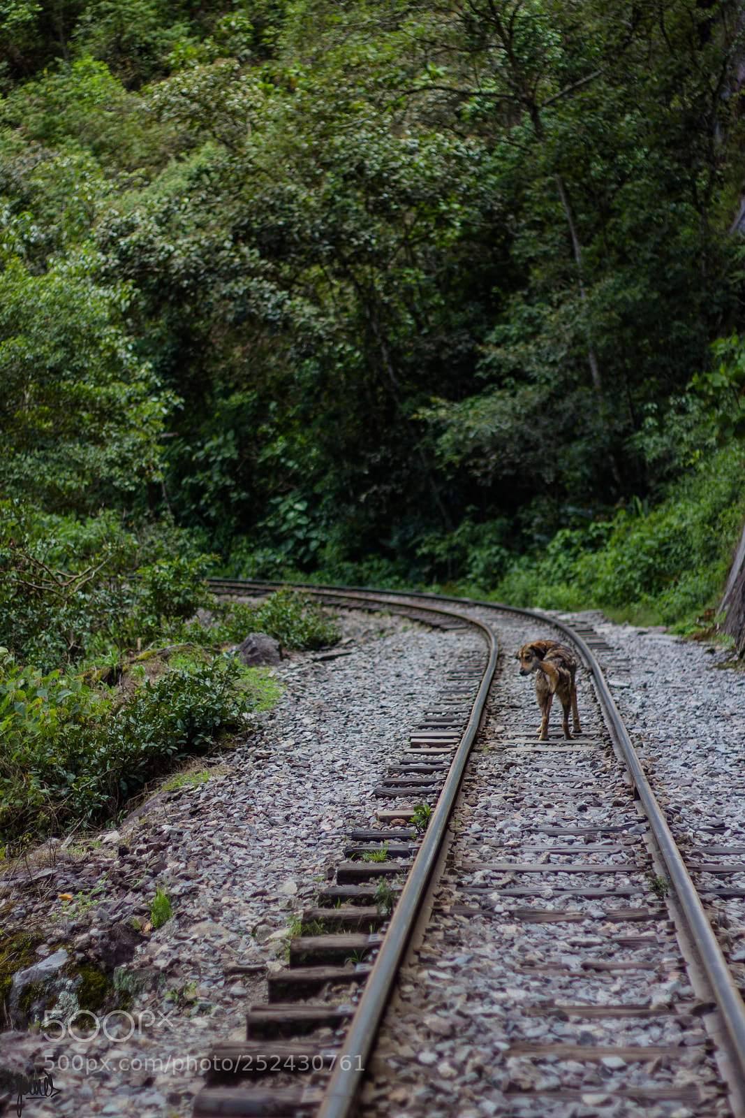 Canon EOS 700D (EOS Rebel T5i / EOS Kiss X7i) sample photo. Perrito photography