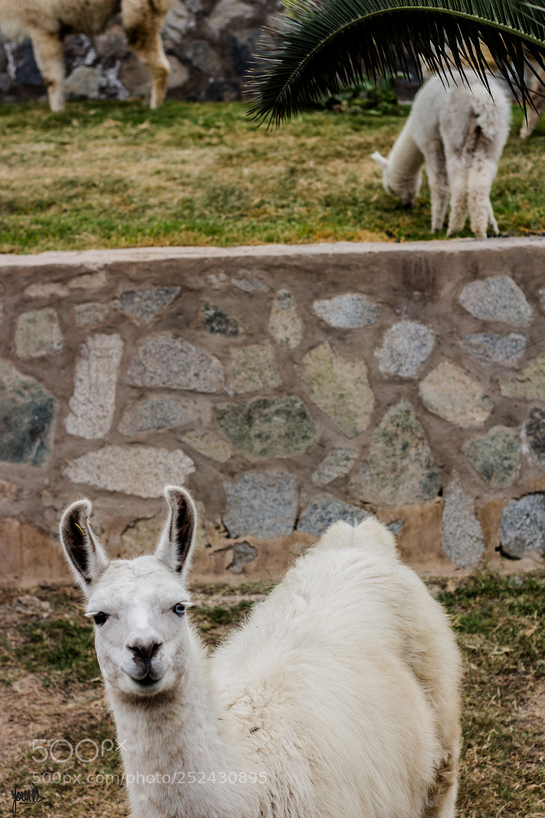 Canon EOS 700D (EOS Rebel T5i / EOS Kiss X7i) sample photo. Llama photography