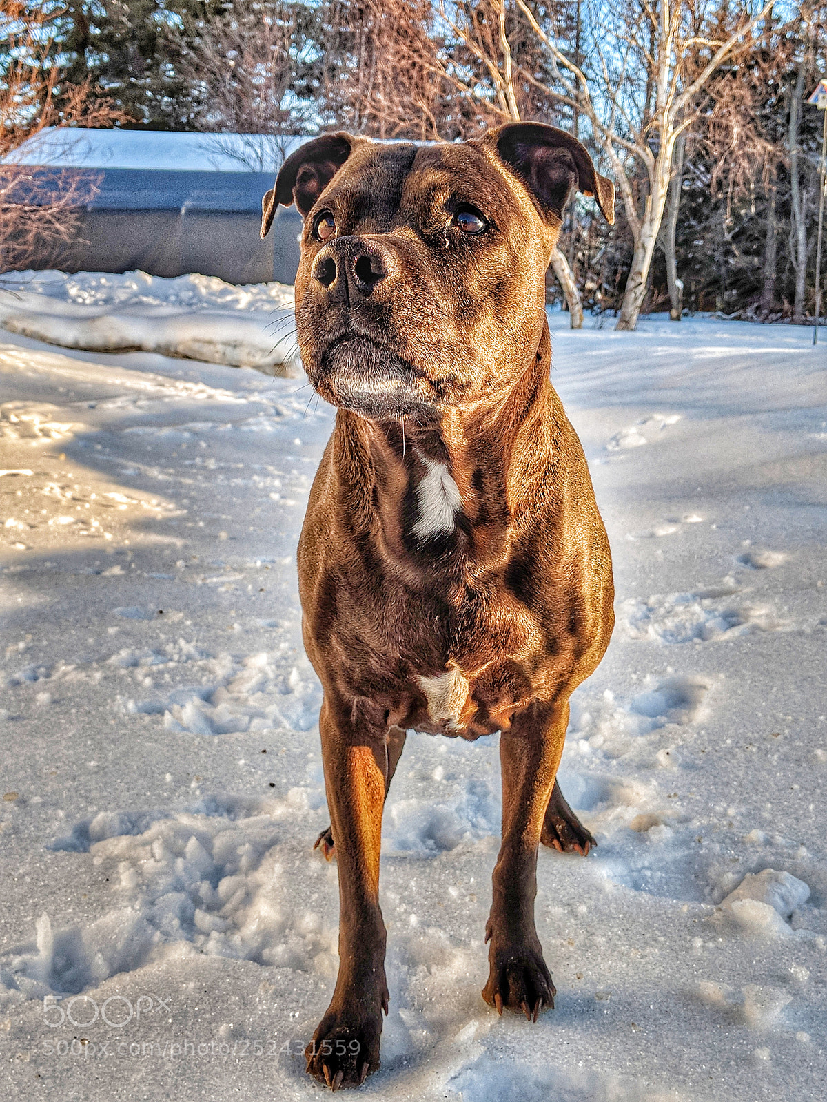 Google Pixel 2 XL sample photo. Tea-pit photography