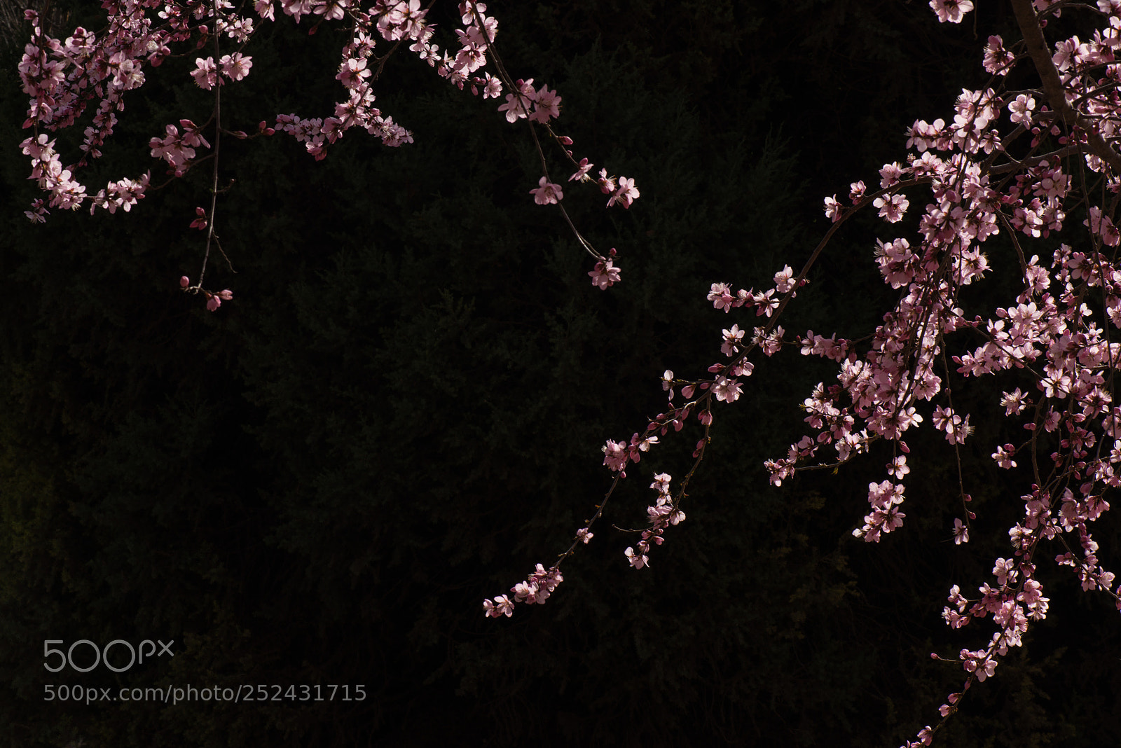 Nikon D800E sample photo. Untitled photography