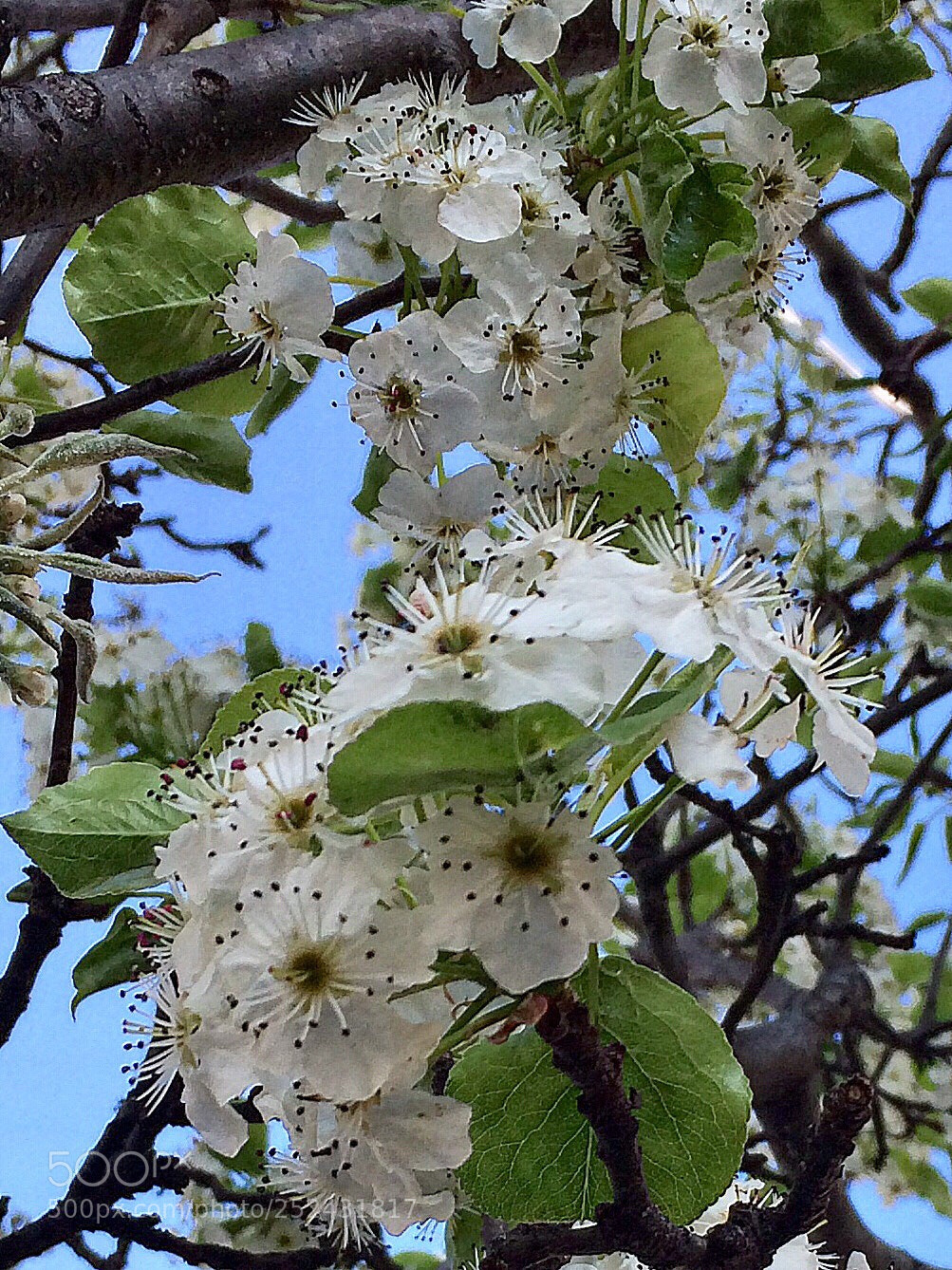Apple iPhone 5s sample photo. Joyfully spring  photography