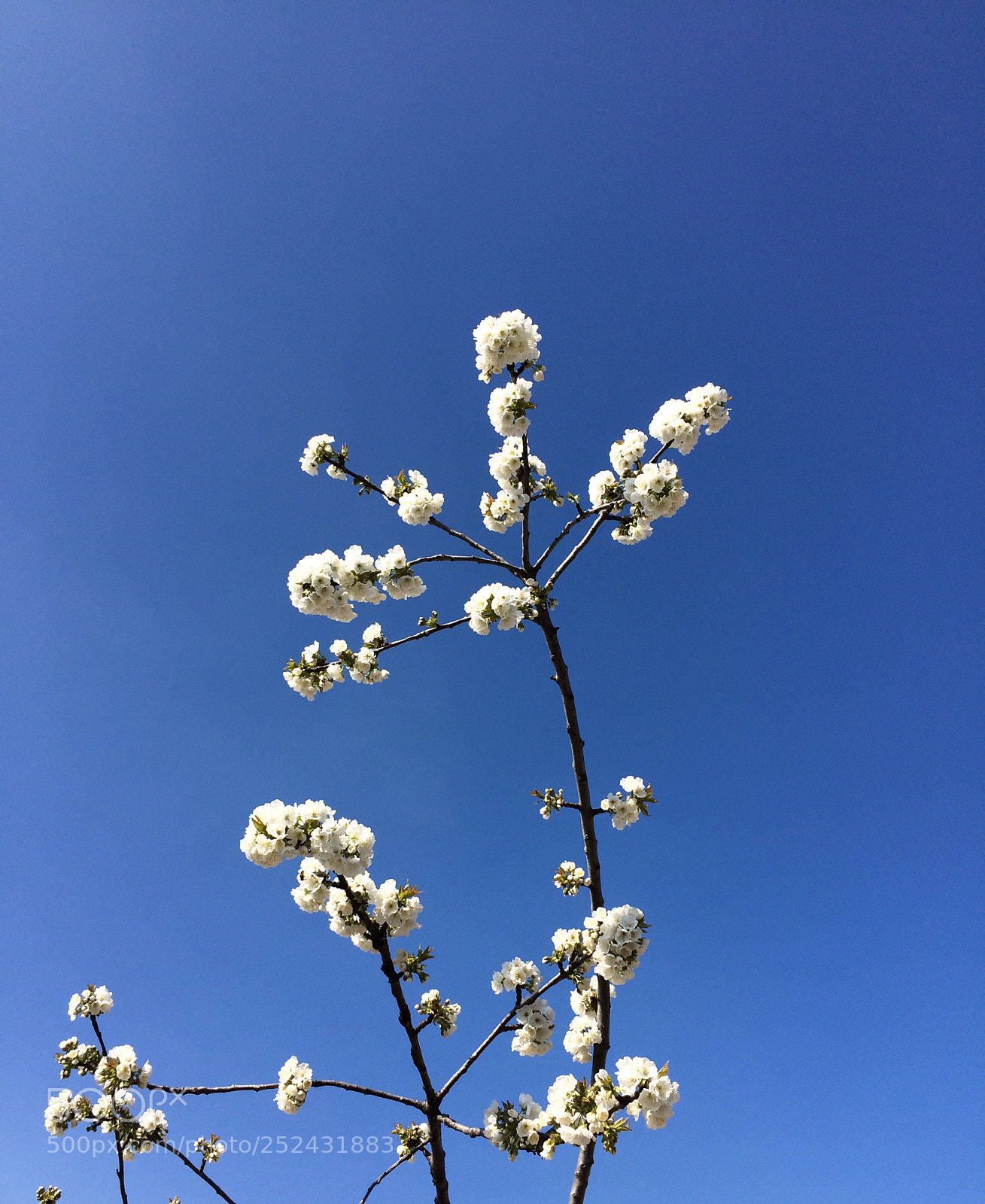 Apple iPhone 5s sample photo. Untitled photography