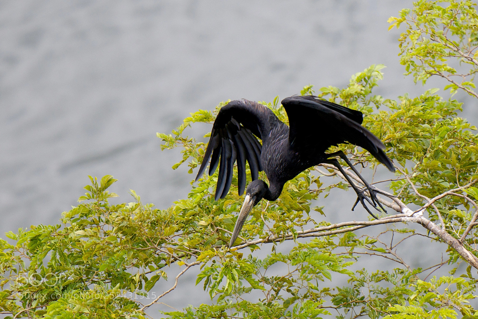 Nikon D800 sample photo. Open bill photography