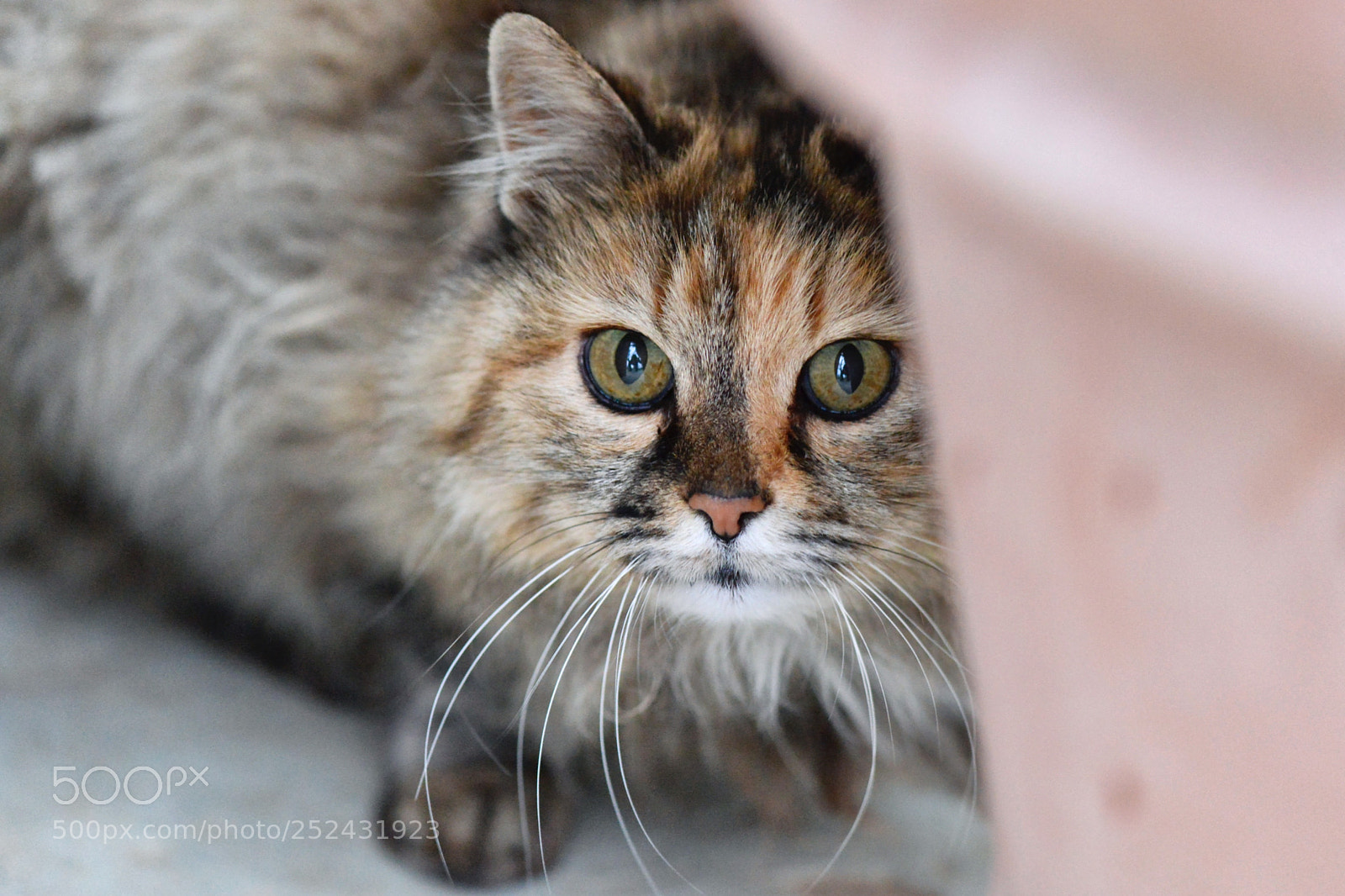 Nikon D800E sample photo. Just me photography