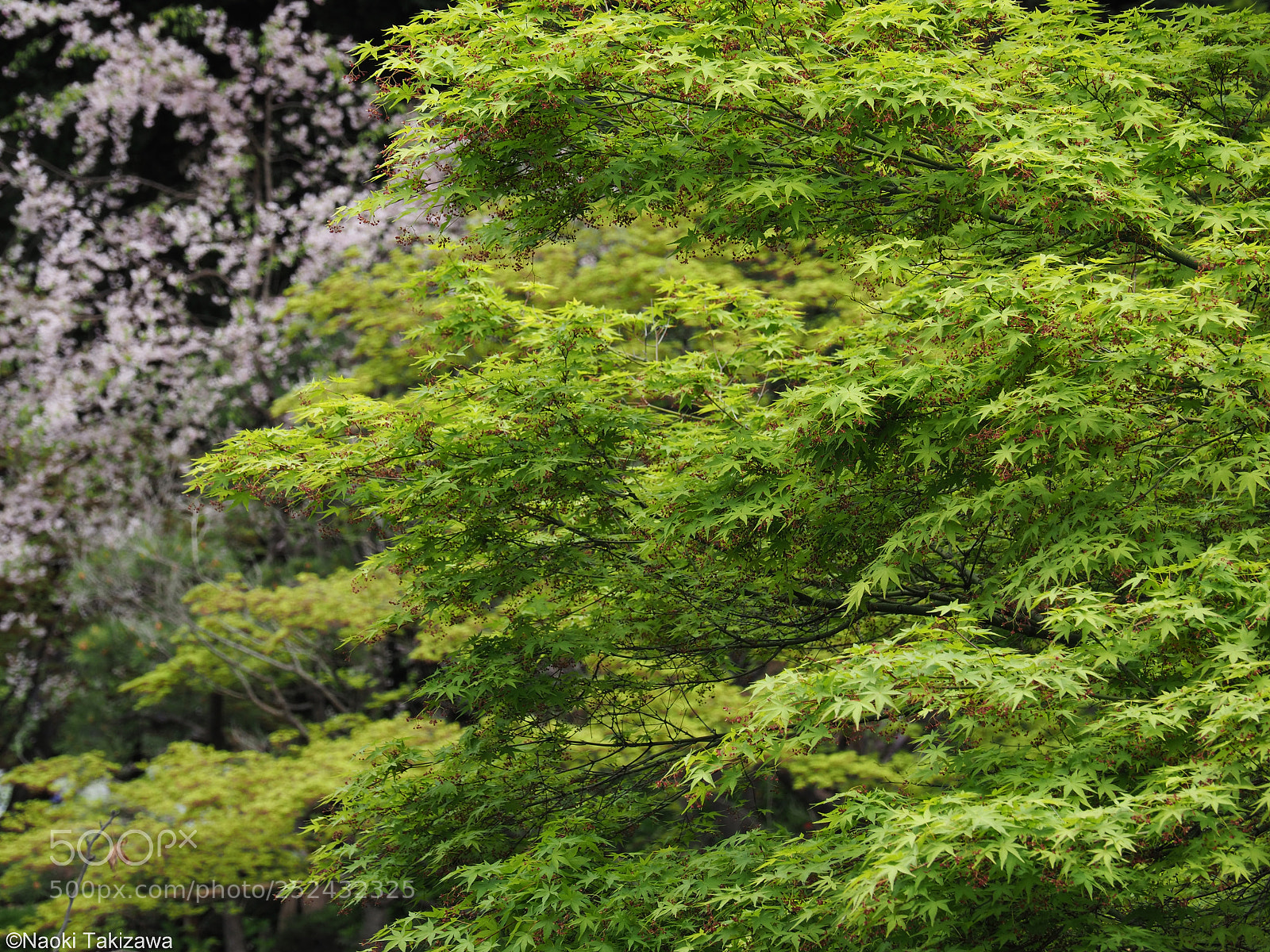 Olympus OM-D E-M1 Mark II sample photo. Green maple photography