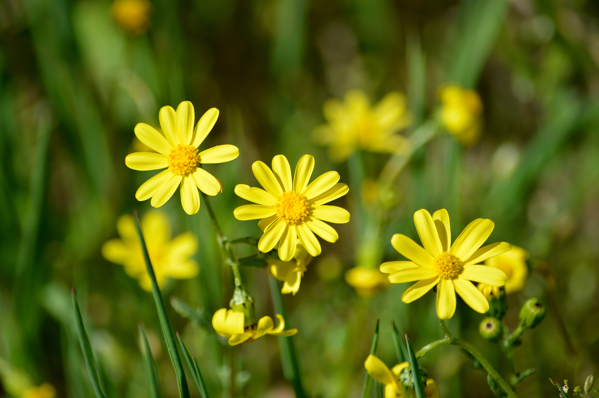 Nikon D3200 sample photo. Wildflowers photography