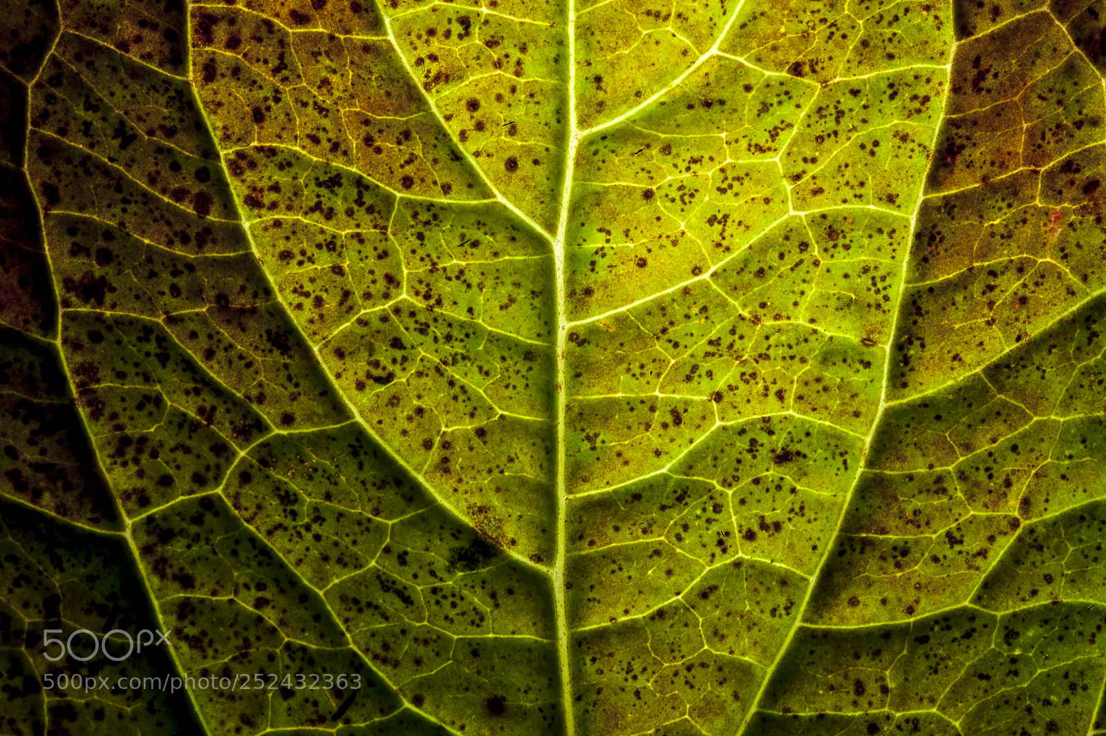 Canon EOS 5D Mark II sample photo. Evergreen photography