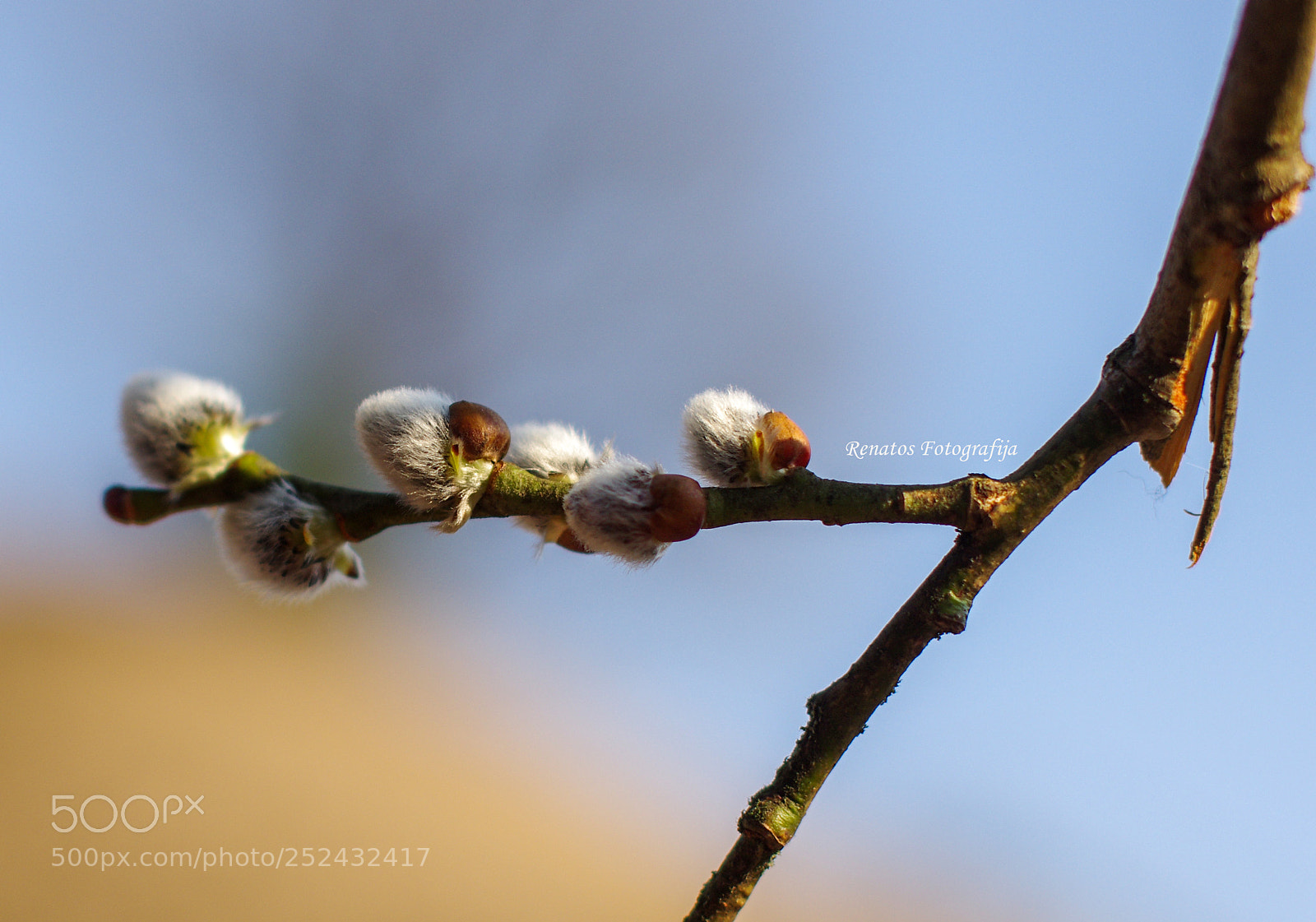 Pentax K-5 sample photo. Springtime photography