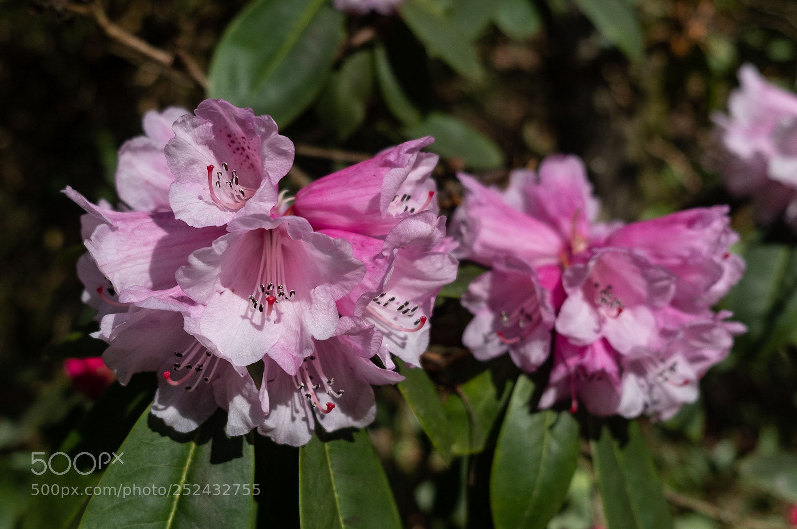 Fujifilm X-T2 sample photo. Pink rhododendron flowers photography