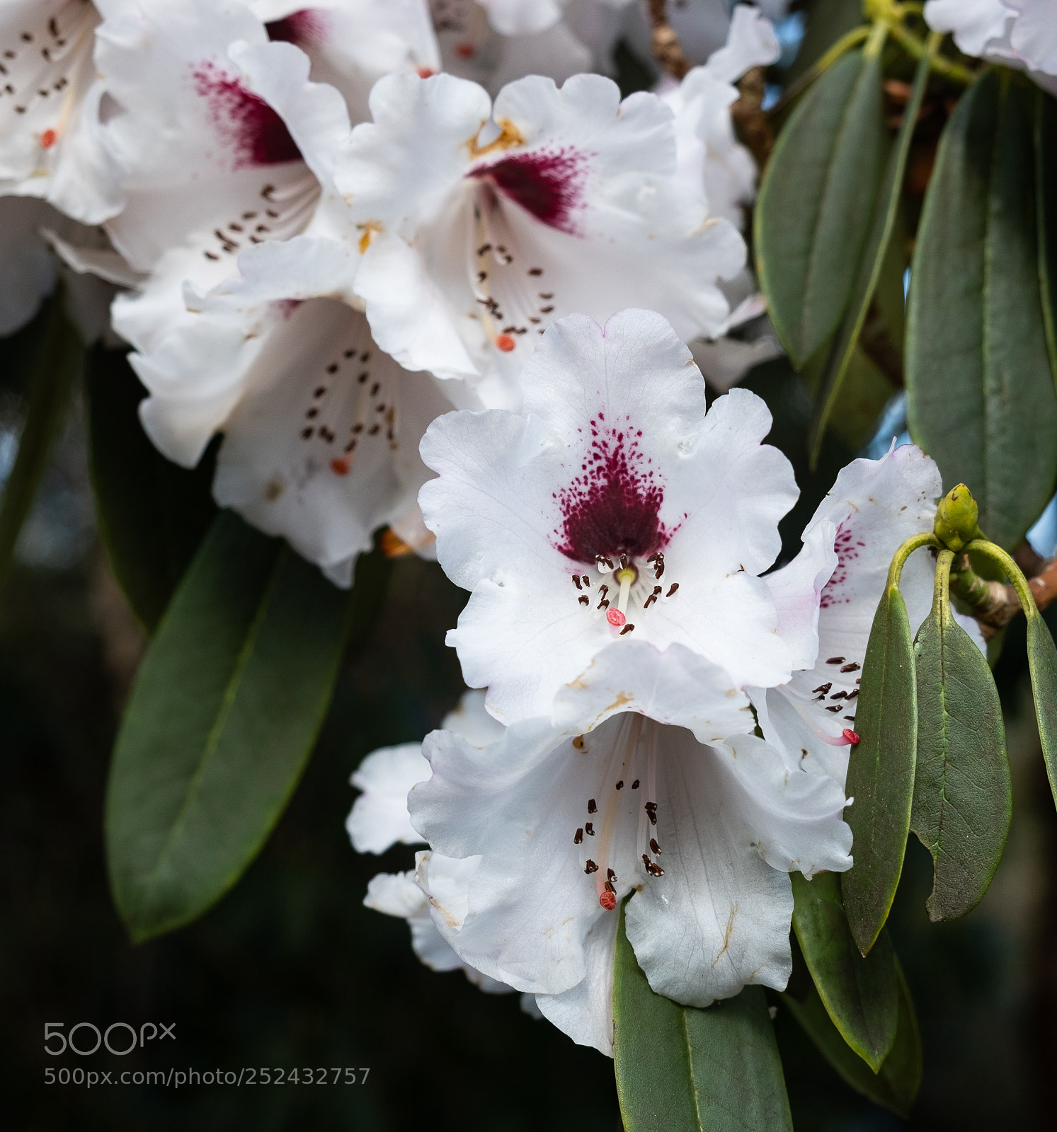Fujifilm X-T2 sample photo. White rhododendron cluster photography