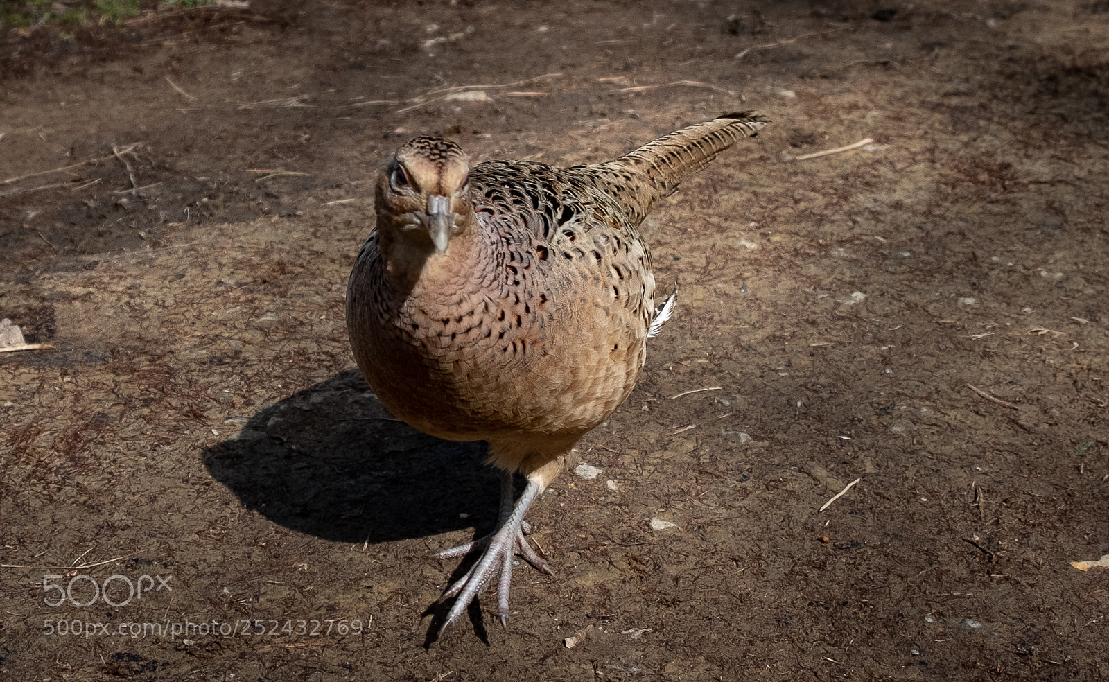 Fujifilm X-T2 sample photo. Female pheasant photography