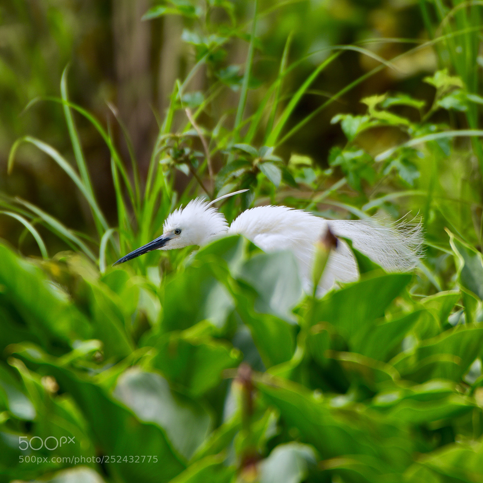Nikon D810 sample photo. A little egret photography