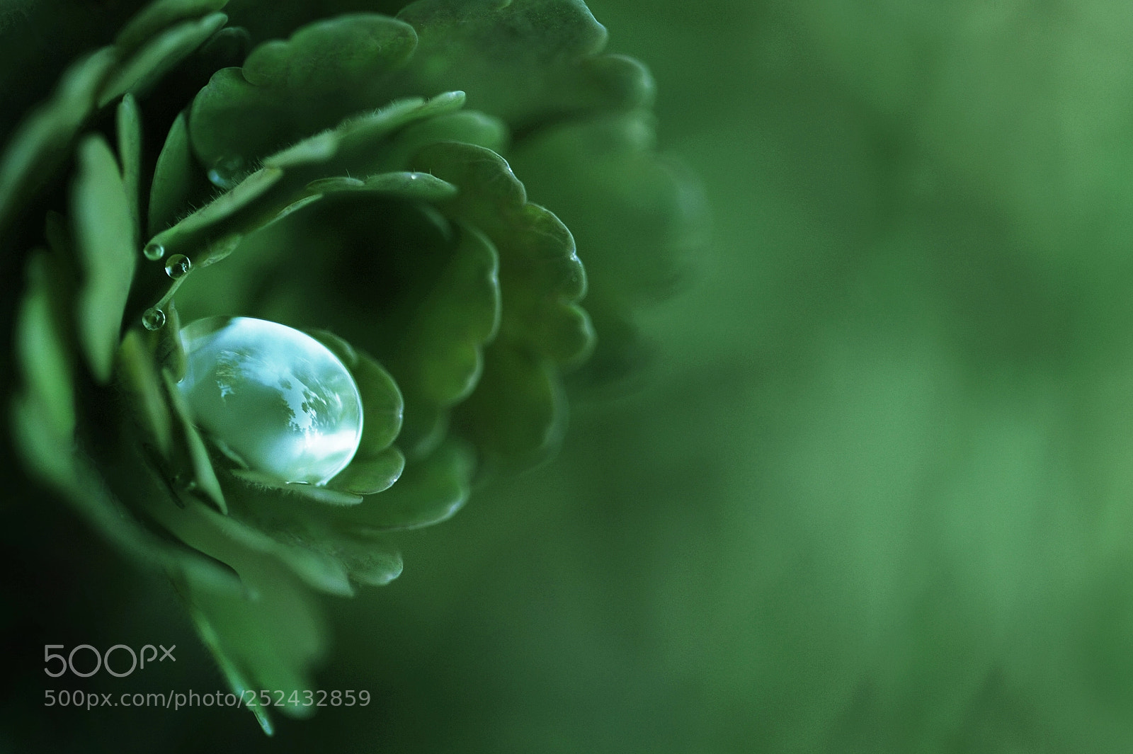 Nikon D700 sample photo. Forrest oyster photography