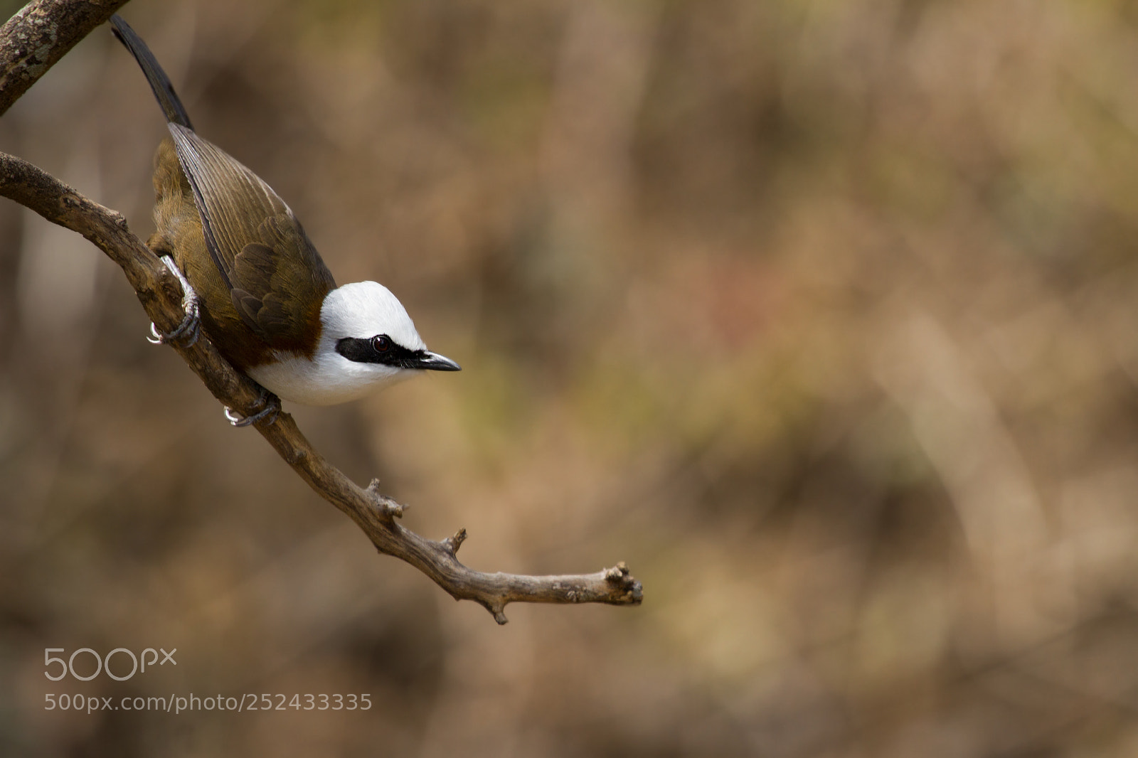 Canon EOS 7D sample photo. White-crested laughingthrush photography