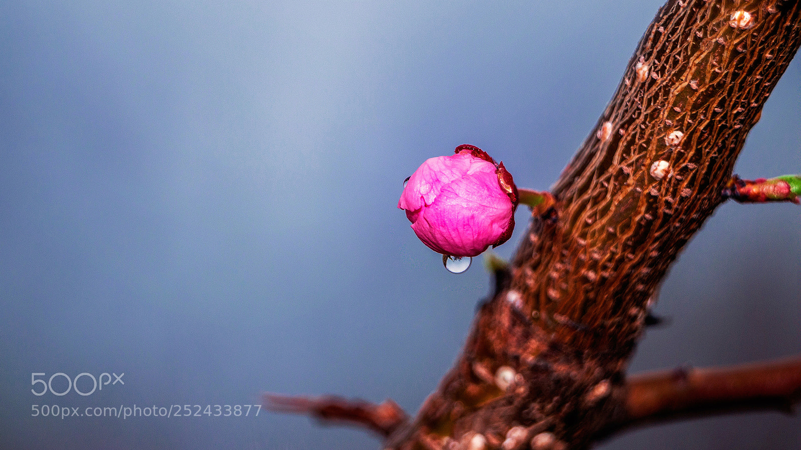 Canon EOS 70D sample photo. Cherry bud photography