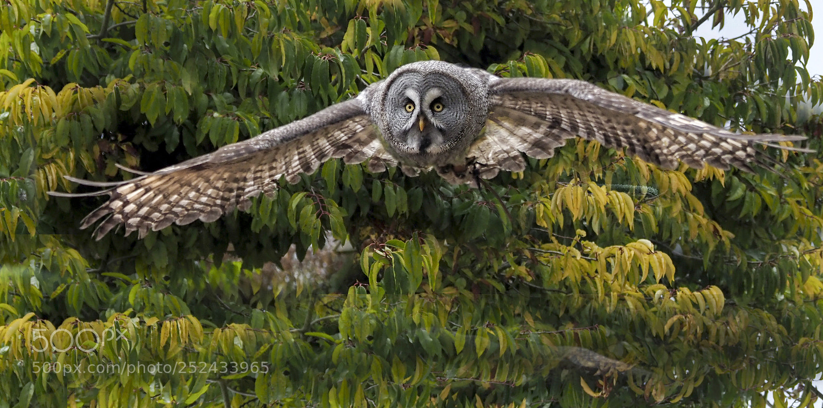 Olympus OM-D E-M1 Mark II sample photo. Great grey owl photography