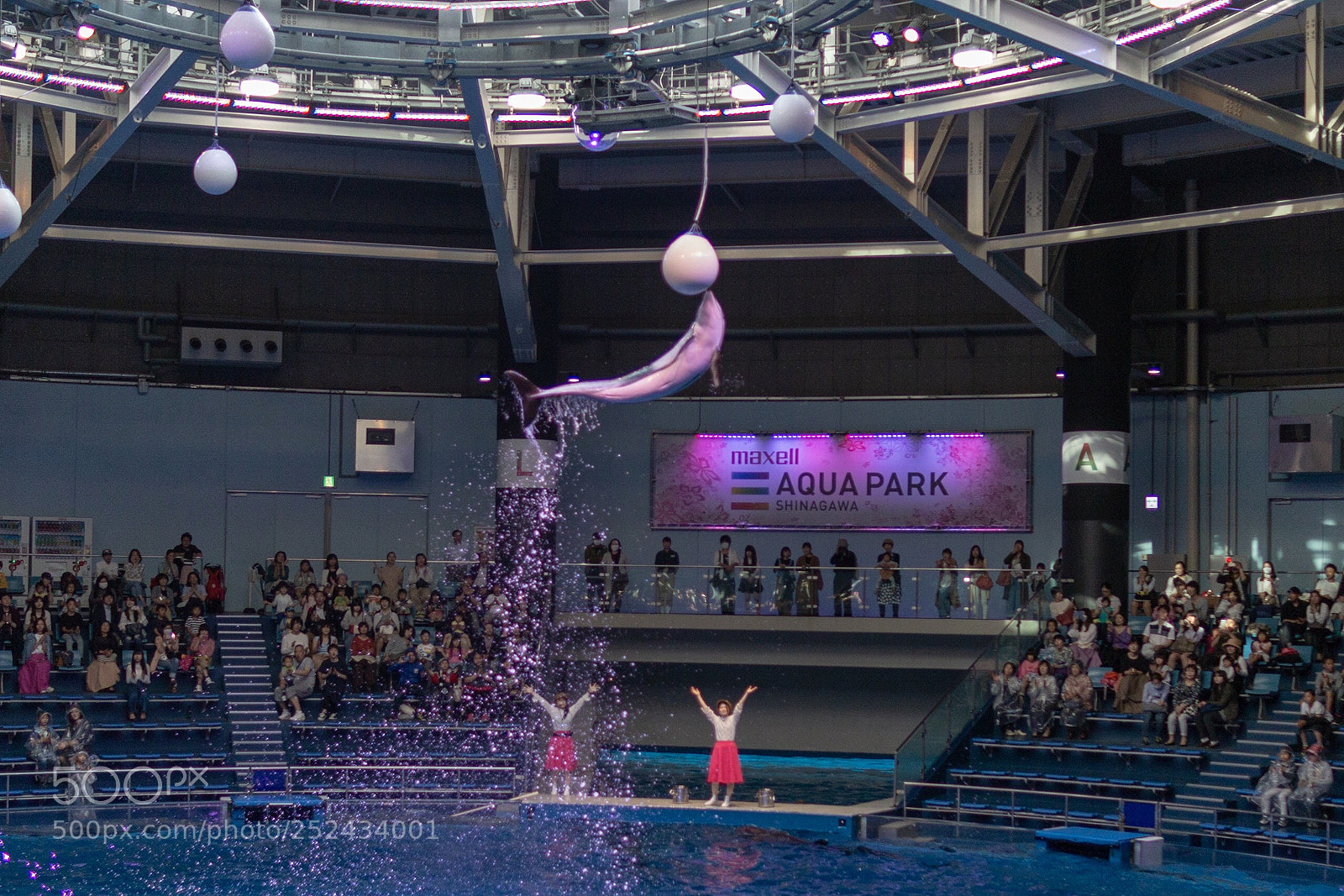 Canon EOS 70D sample photo. Dolphin photography