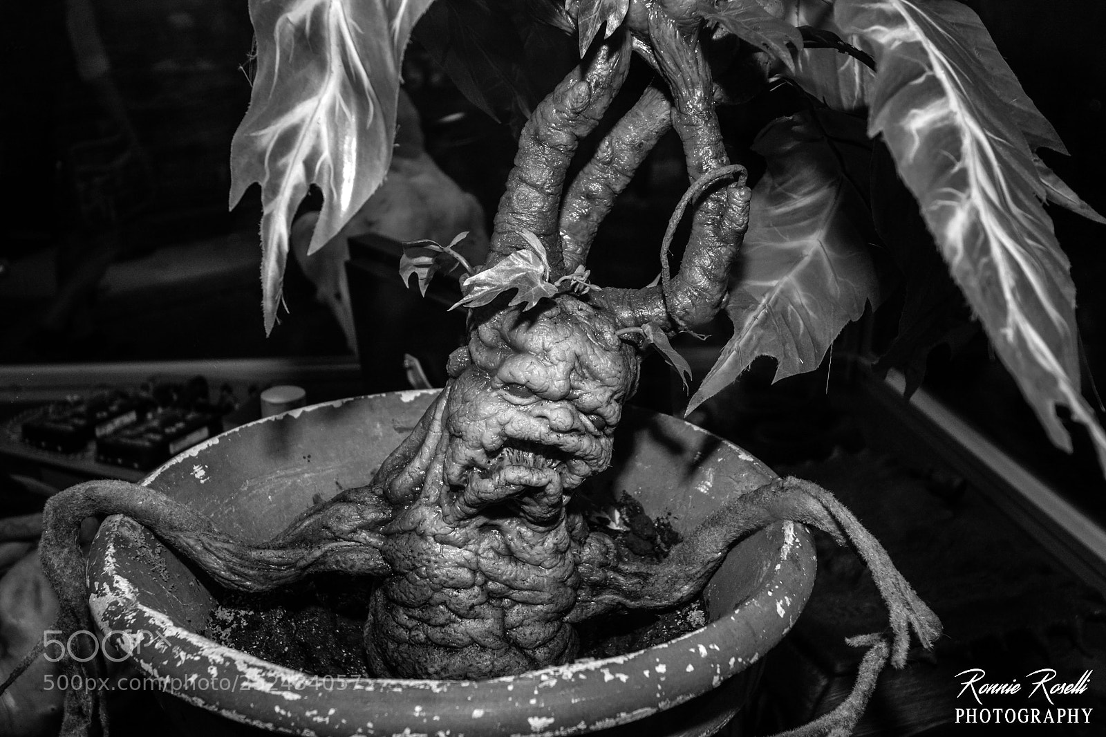Canon EOS 40D sample photo. Mandragola photography