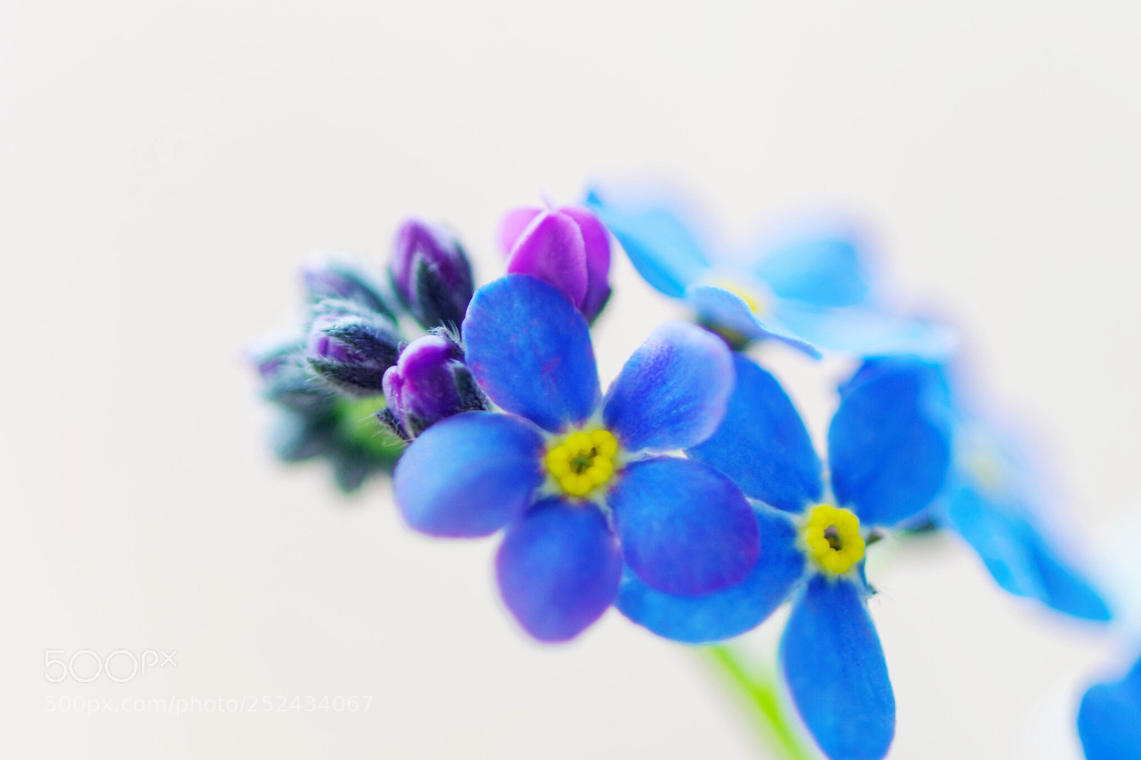 Nikon D3300 sample photo. Forget-me-not photography