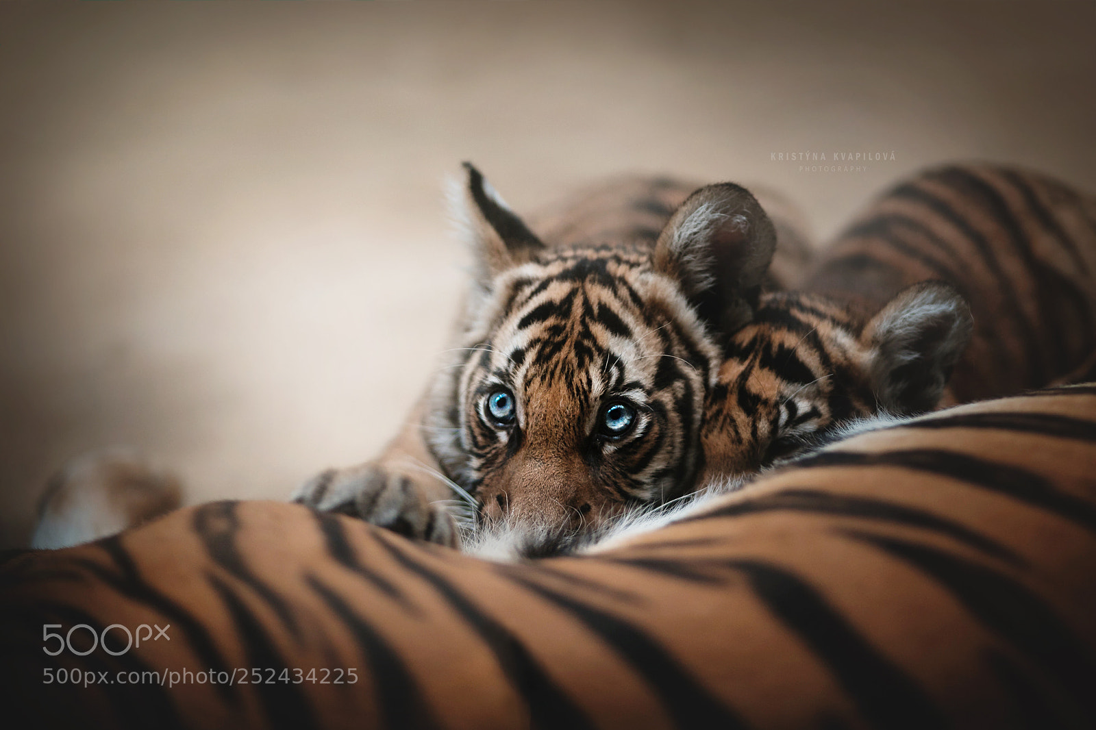 Canon EOS 5D Mark IV sample photo. Eye of the tiger photography