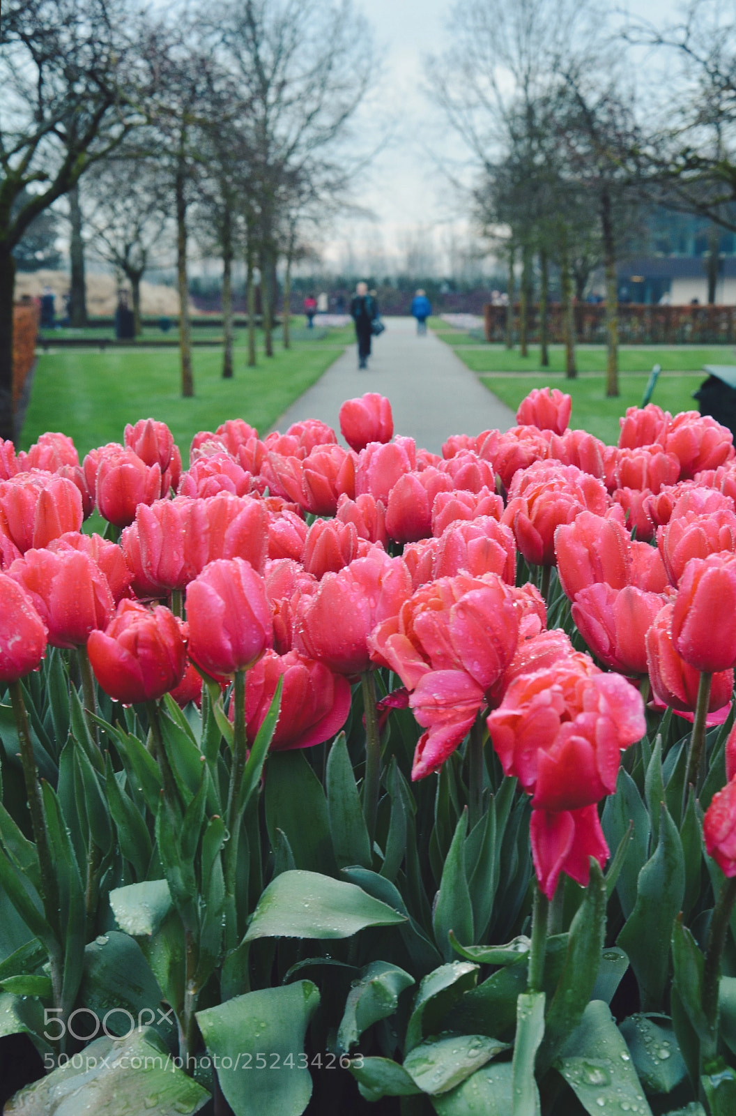 Nikon D5200 sample photo. Kuekenhof park, holland photography
