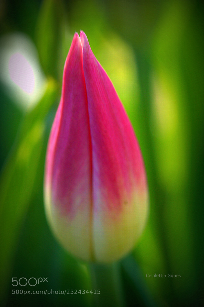 Nikon D300 sample photo. Fresh pink photography