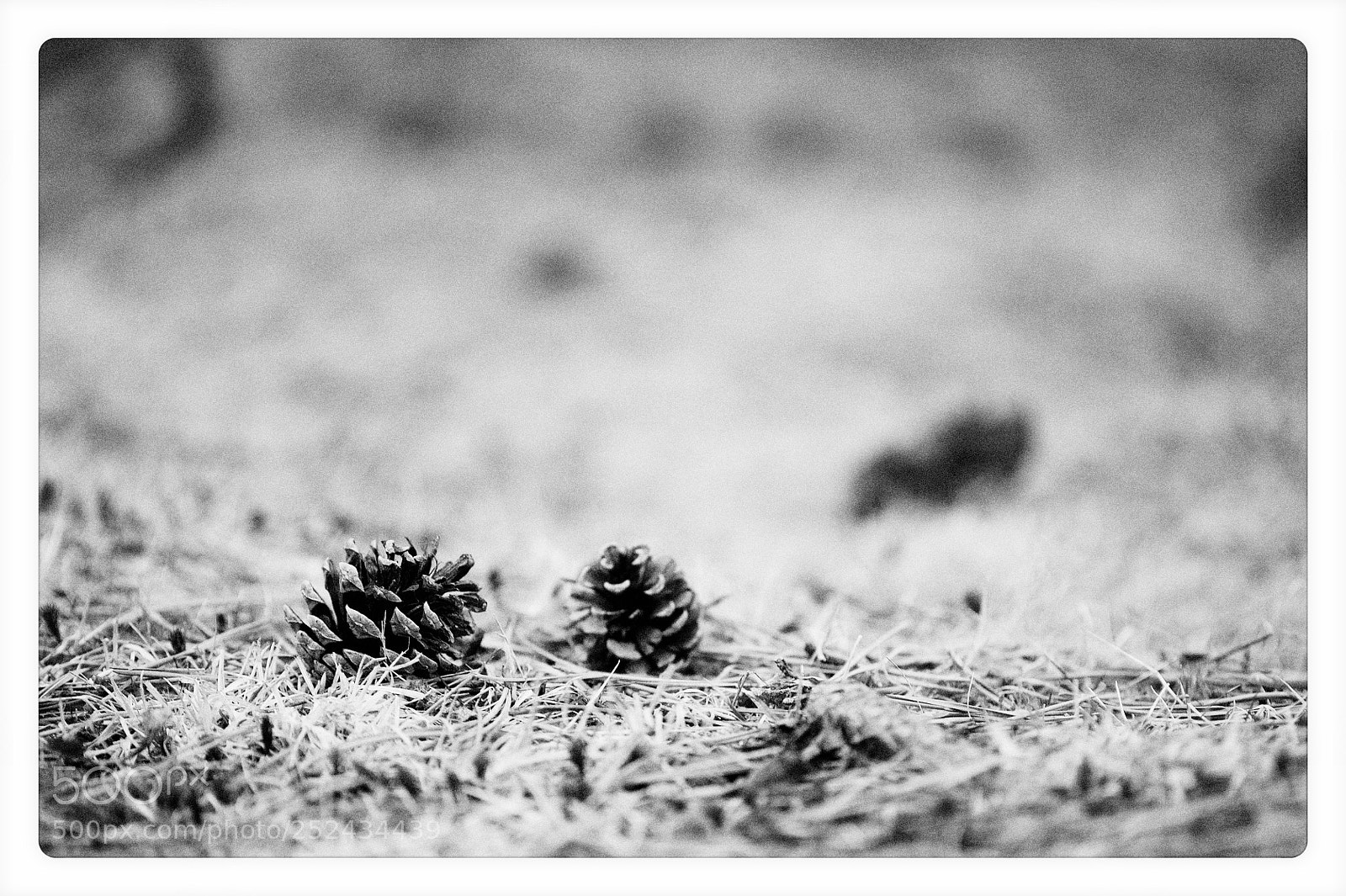 Nikon D700 sample photo. Two pine cones photography