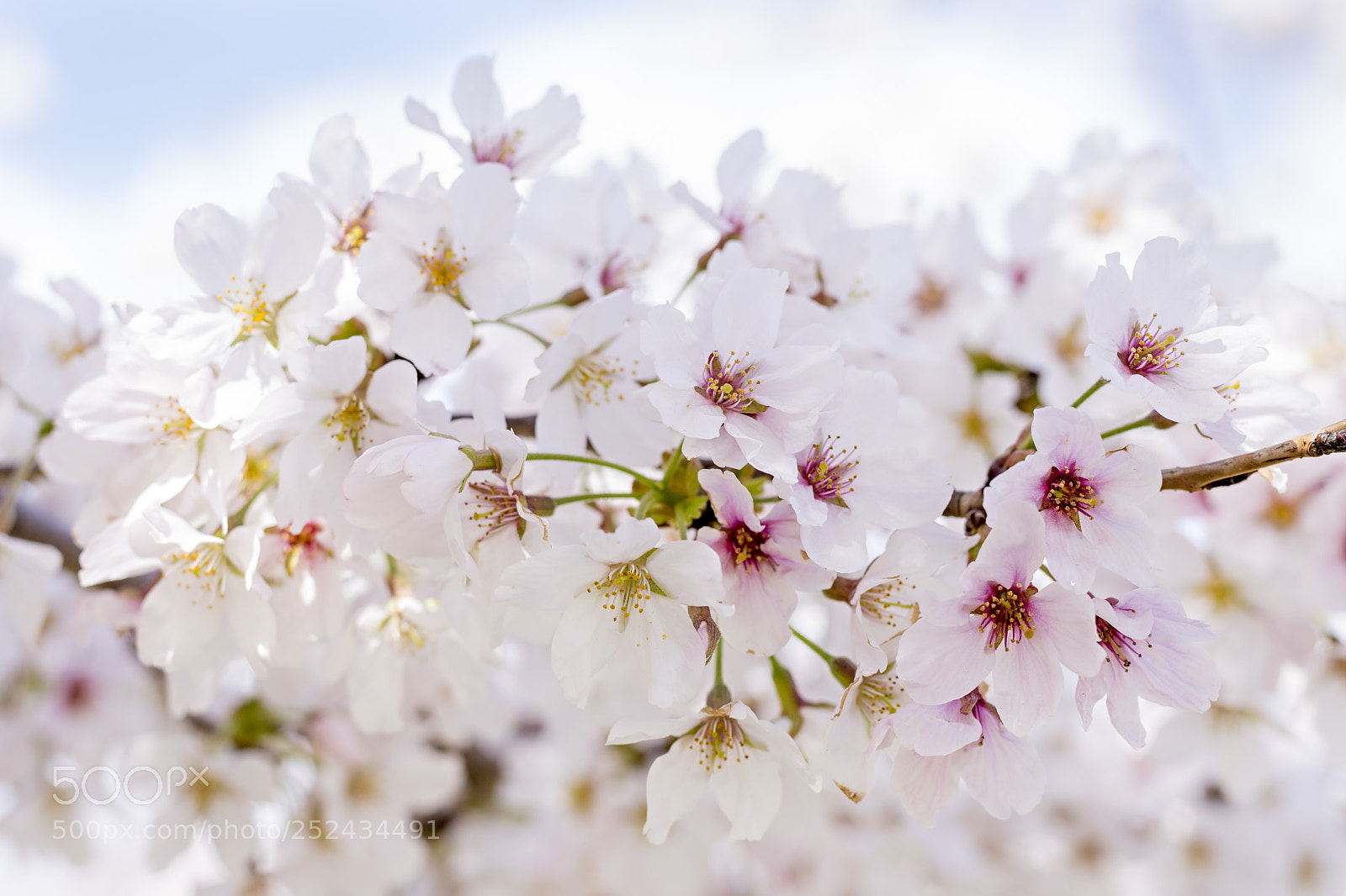 Nikon D7200 sample photo. Lovely photography