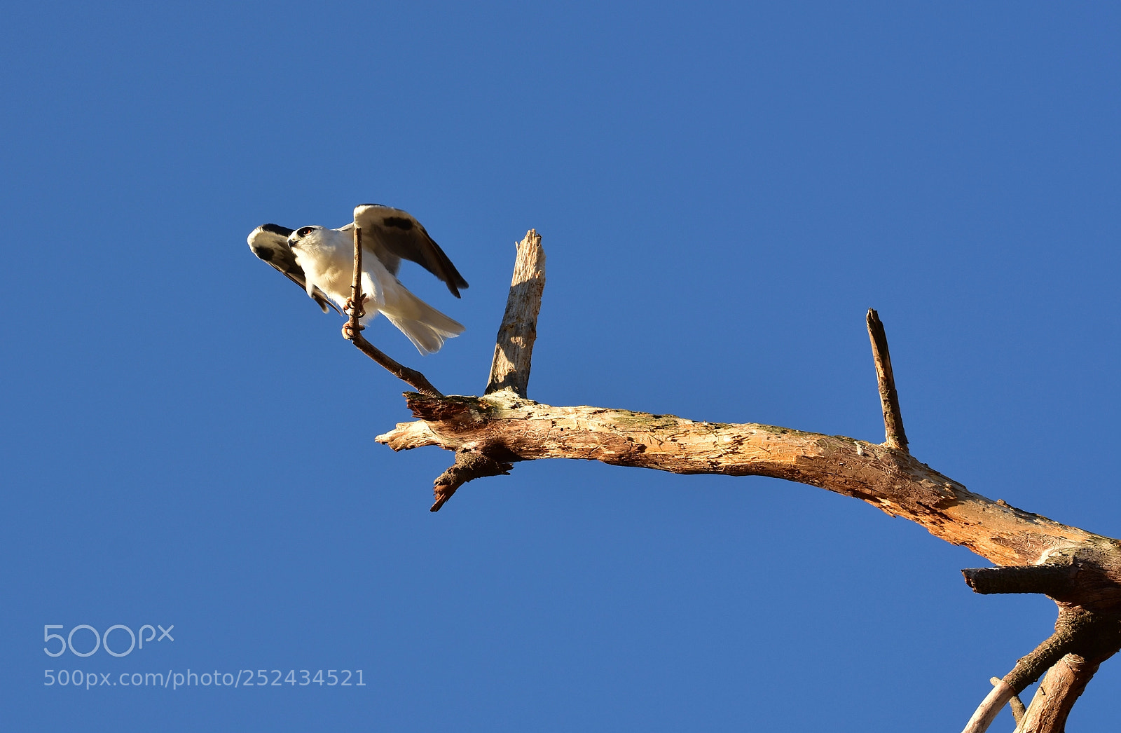 Nikon D7200 sample photo. Black-shouldered kite photography